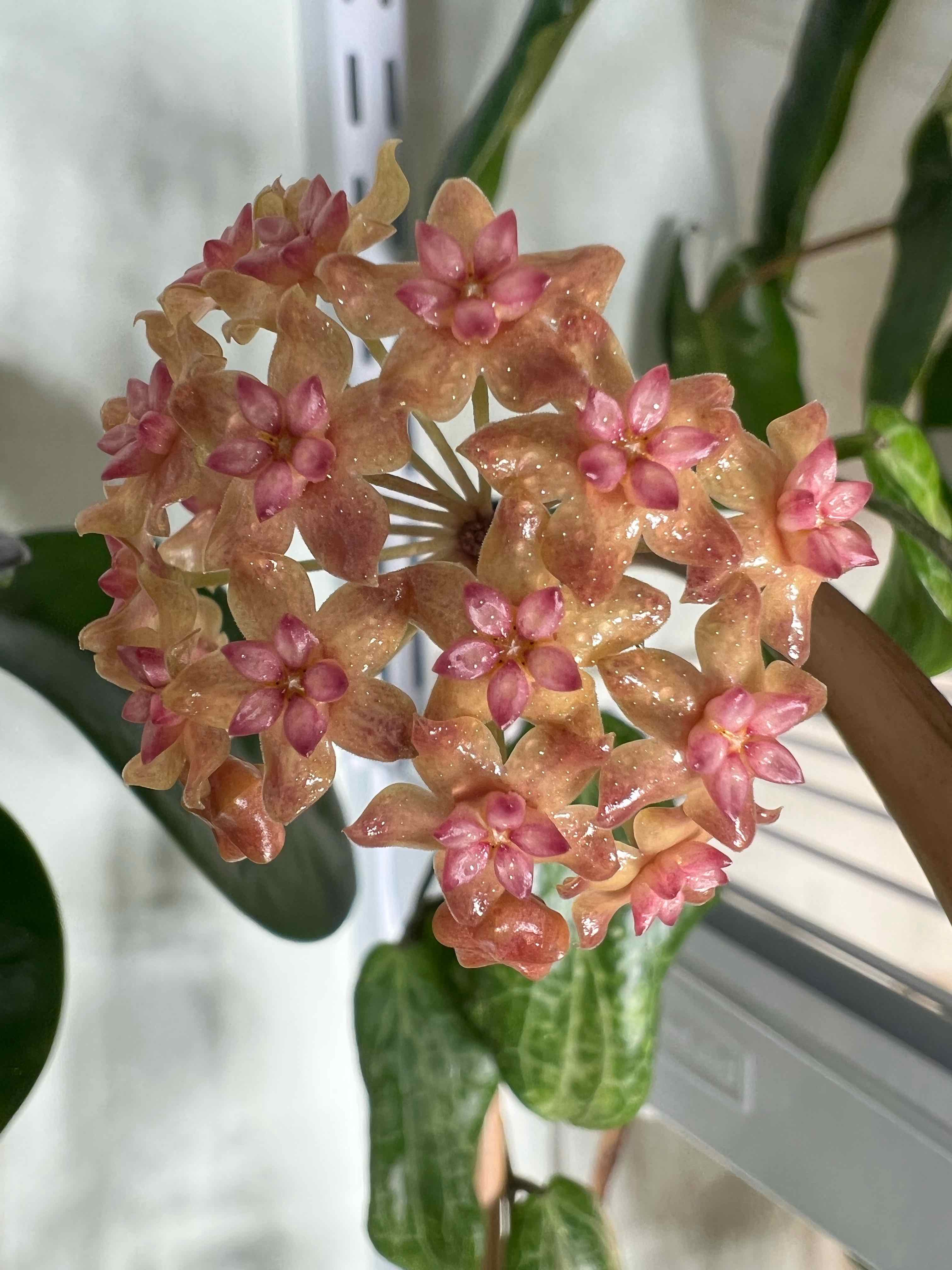 Plant care for Majesty Palm on Greg, the plant care app