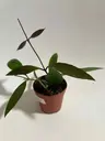 Plant care for lemon verbena on Greg, the plant care app