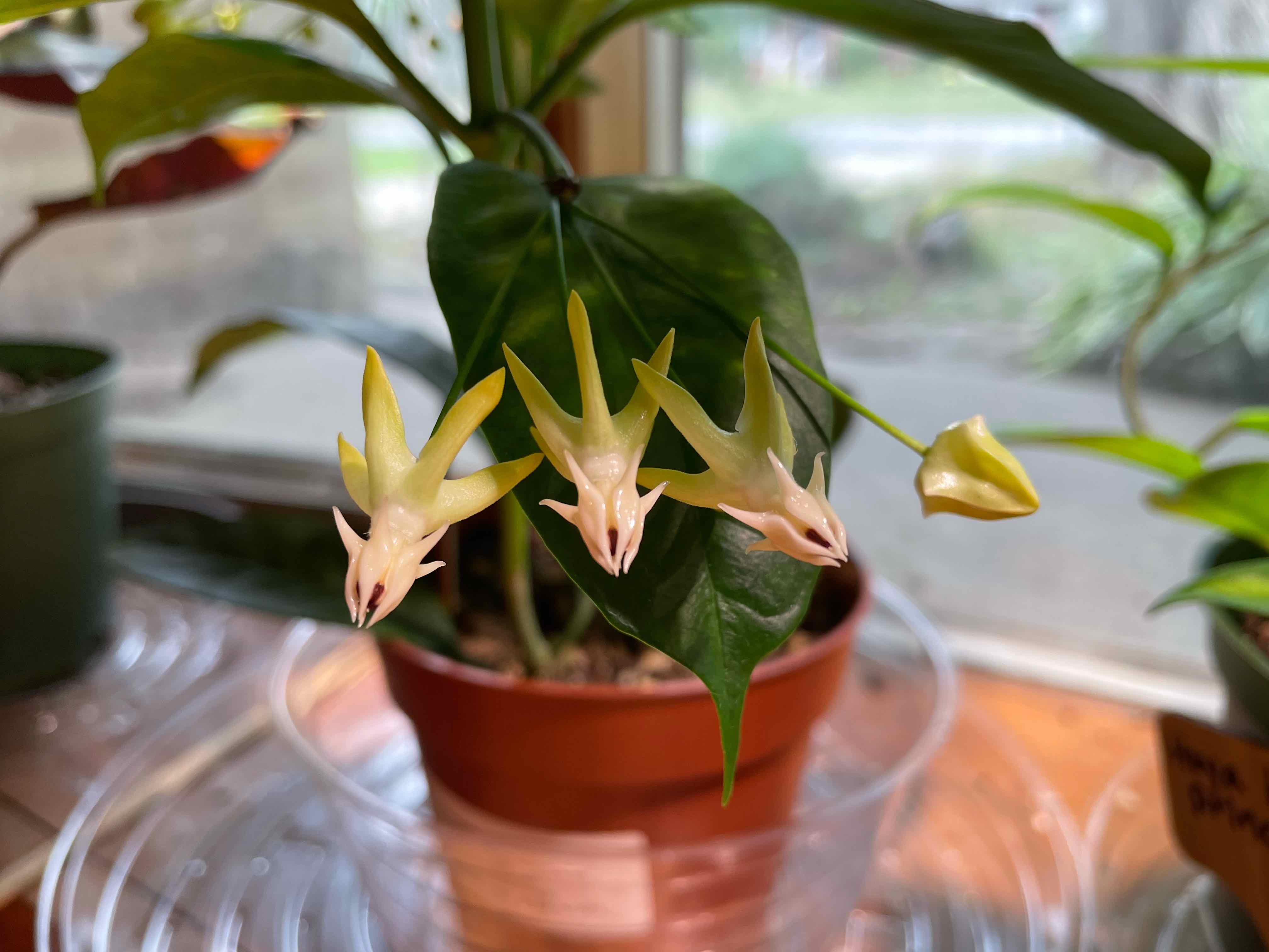 Potted Shooting Stars Wax Plant with star-shaped flowers, healthy leaves, and visible soil.