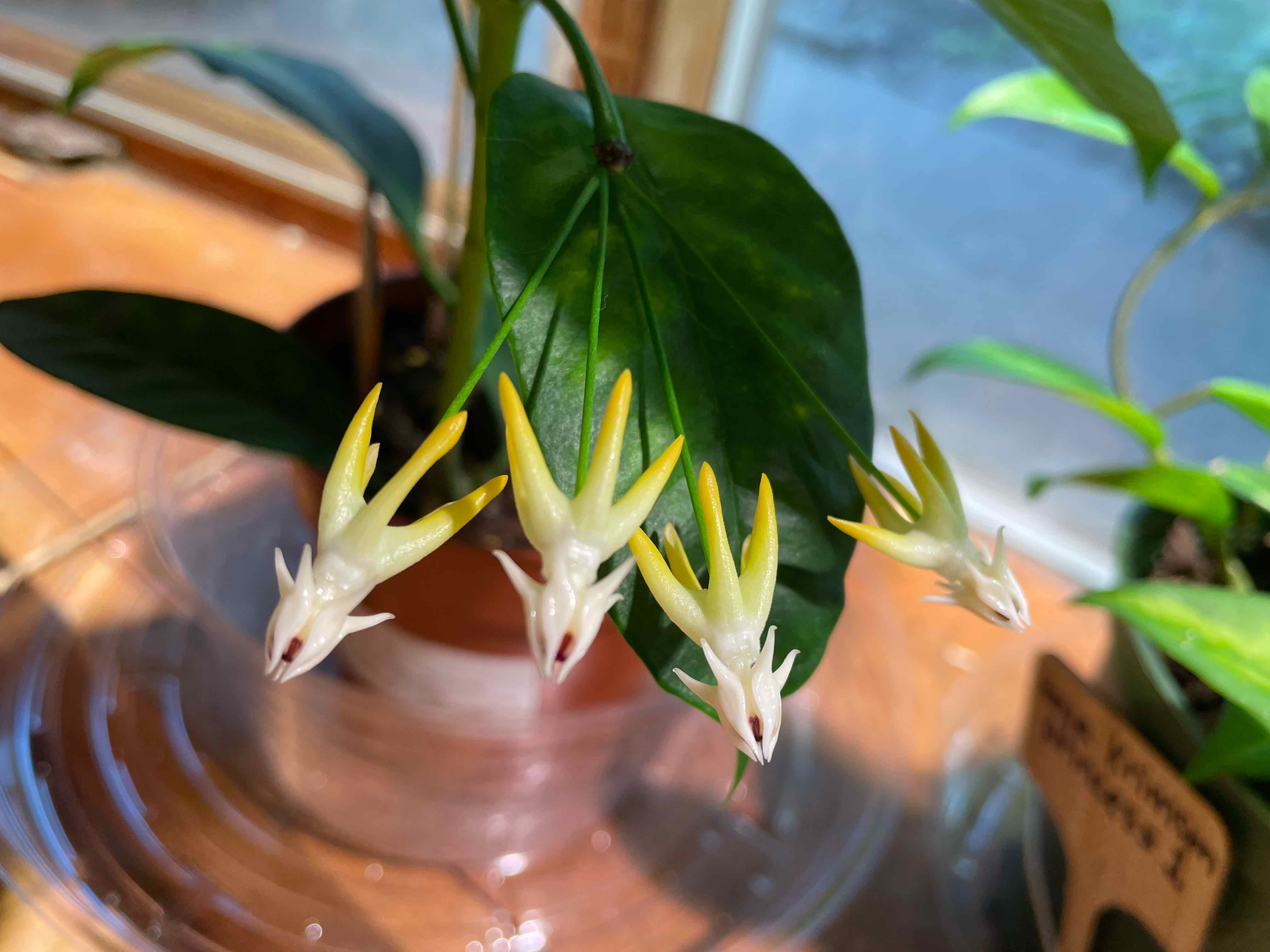Shooting Stars Wax Plant with star-shaped flowers, healthy leaves, and visible soil.