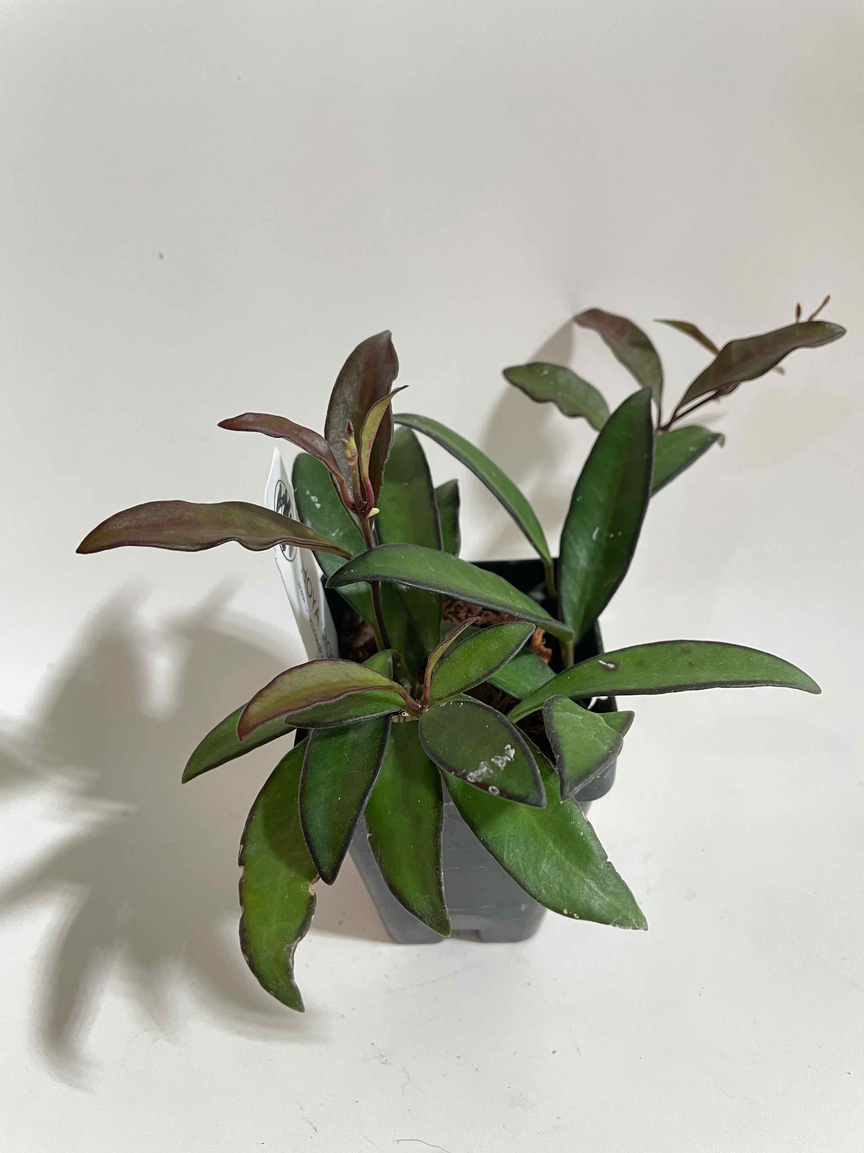 Hoya 'Rosita' plant in a small pot with some browning leaves.