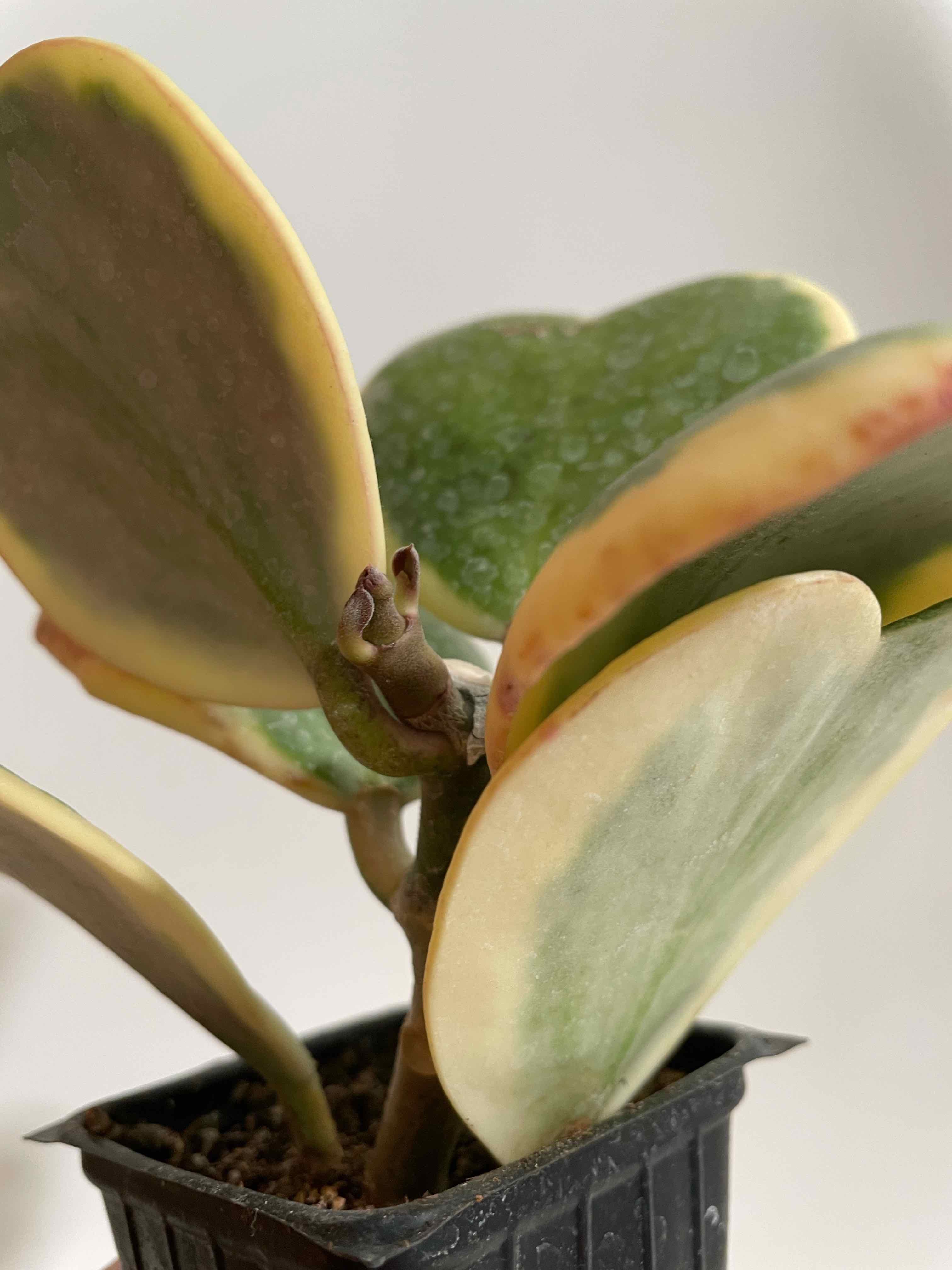 Variegated Heart Leaf Hoya plant in a black pot with variegated green and cream leaves, slight browning at edges.