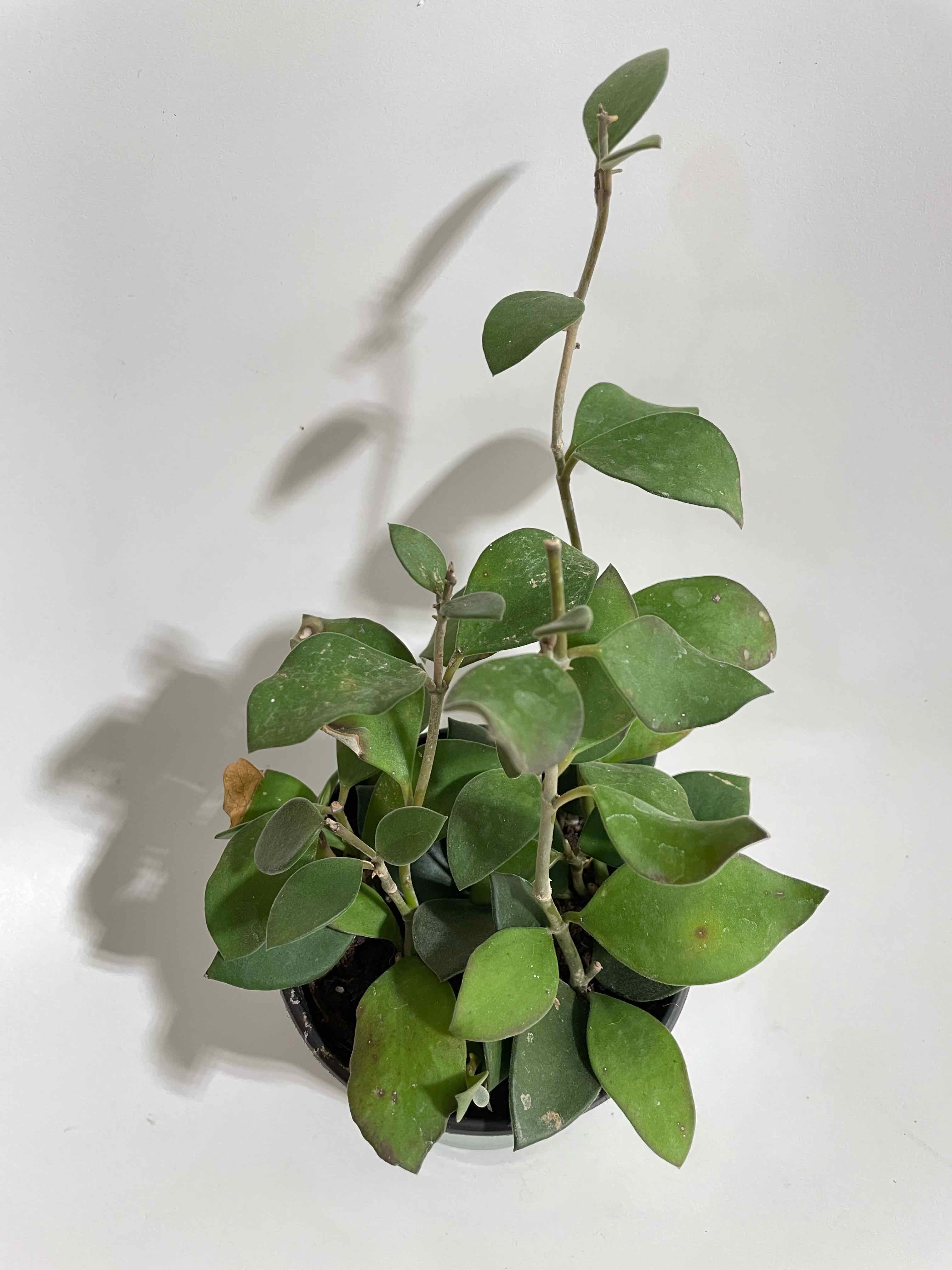 Hoya nummularioides plant with green leaves, minor browning on some leaves.