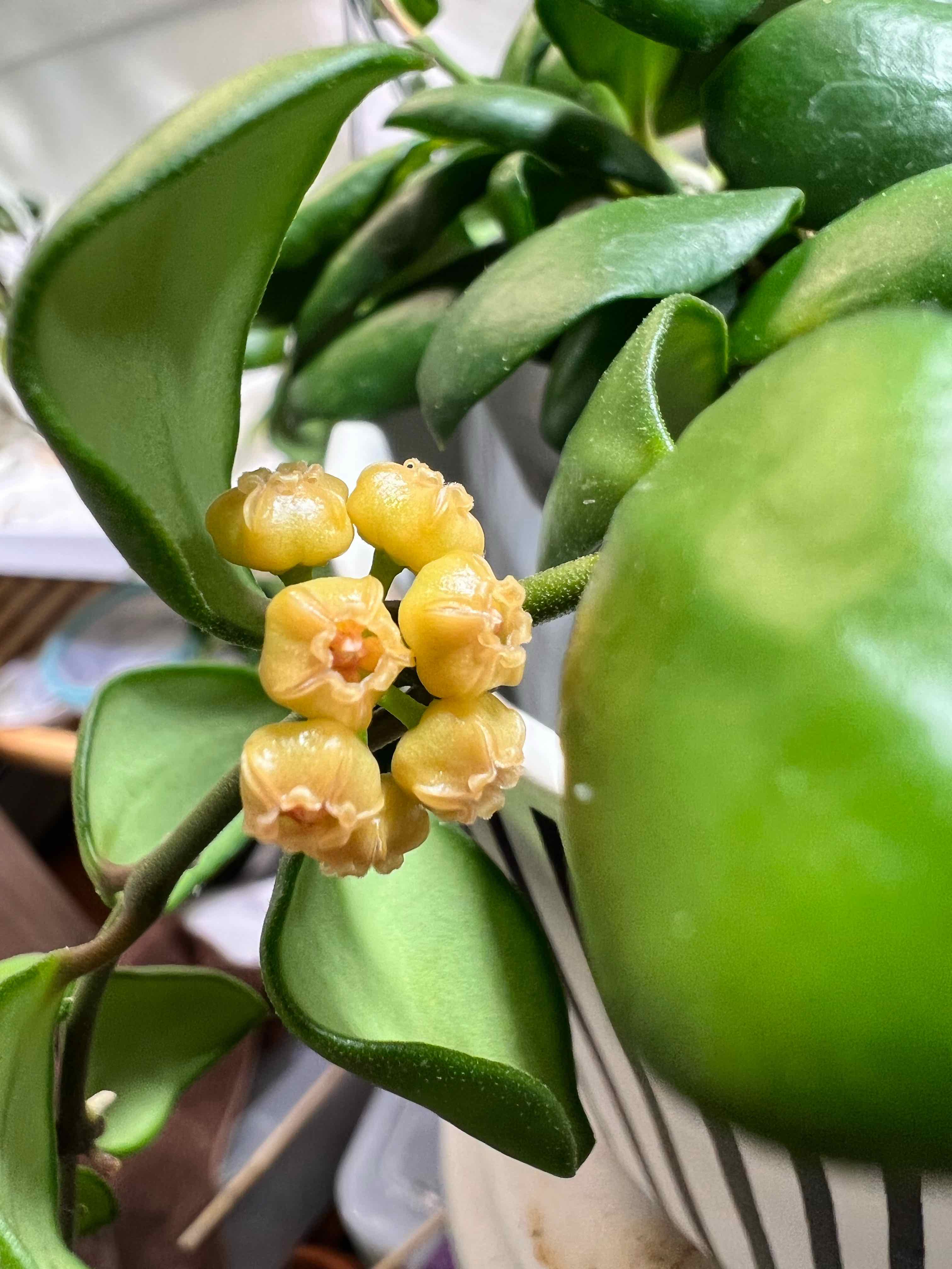 Hoya heuschkeliana plant with healthy green leaves and small yellow flowers.