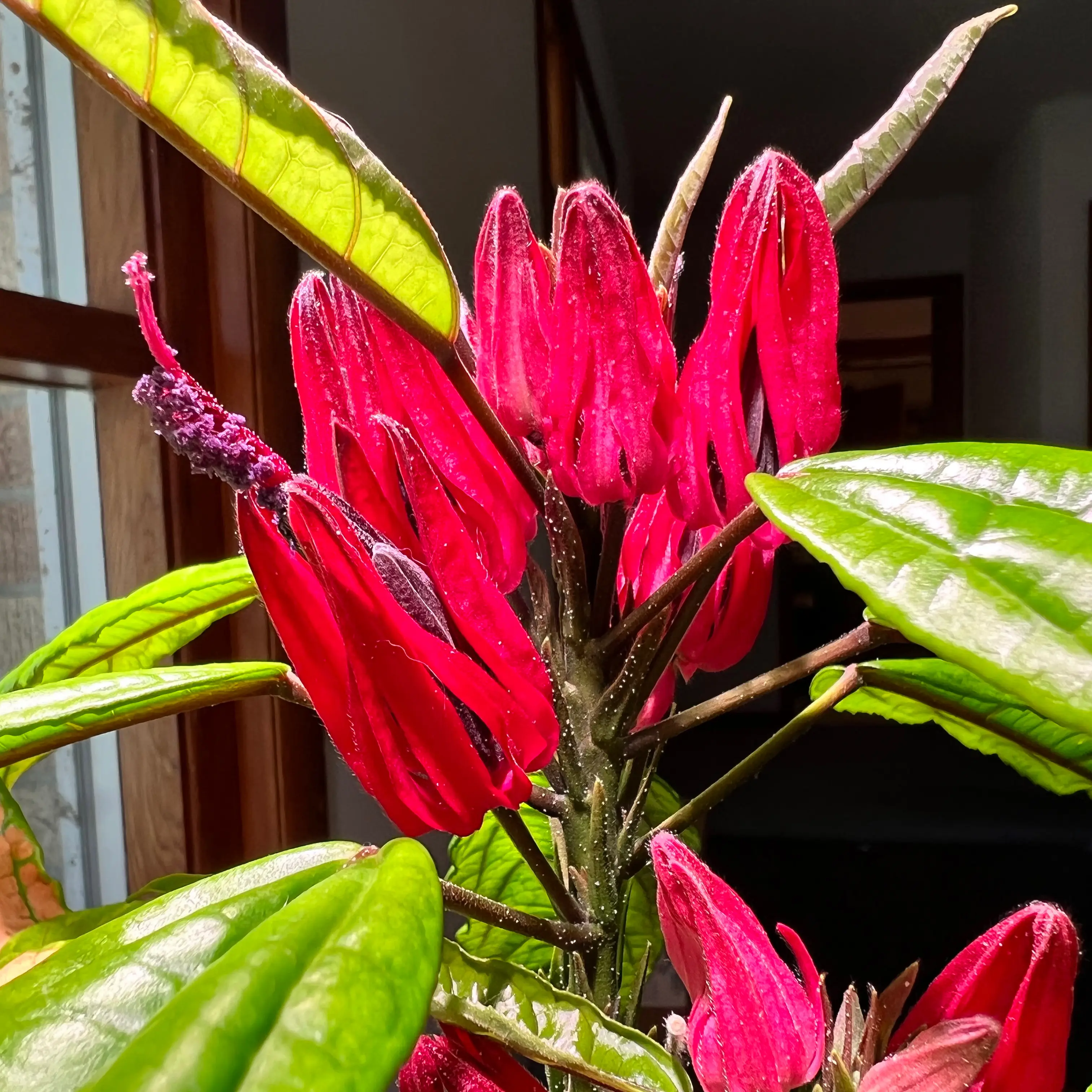 Photo of the plant species Many Flowers by @norahrose named Pavonia multiflora on Greg, the plant care app