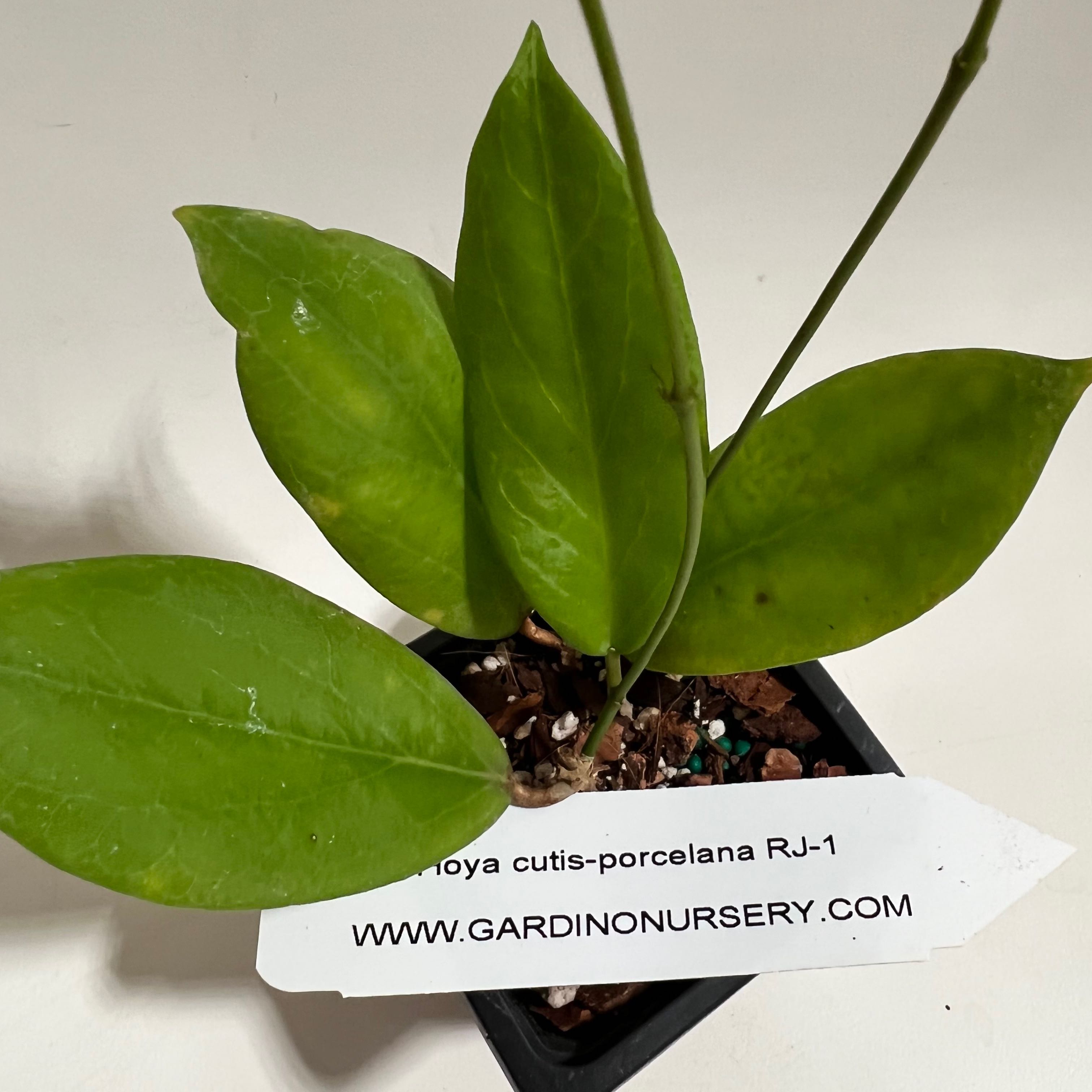 Photo of the plant species Hoya limoniaca by @norahrose named Hoya cutis porcelana RJ-1 (plant not in database) on Greg, the plant care app