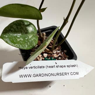 Hoya verticillata plant in Madison, Wisconsin
