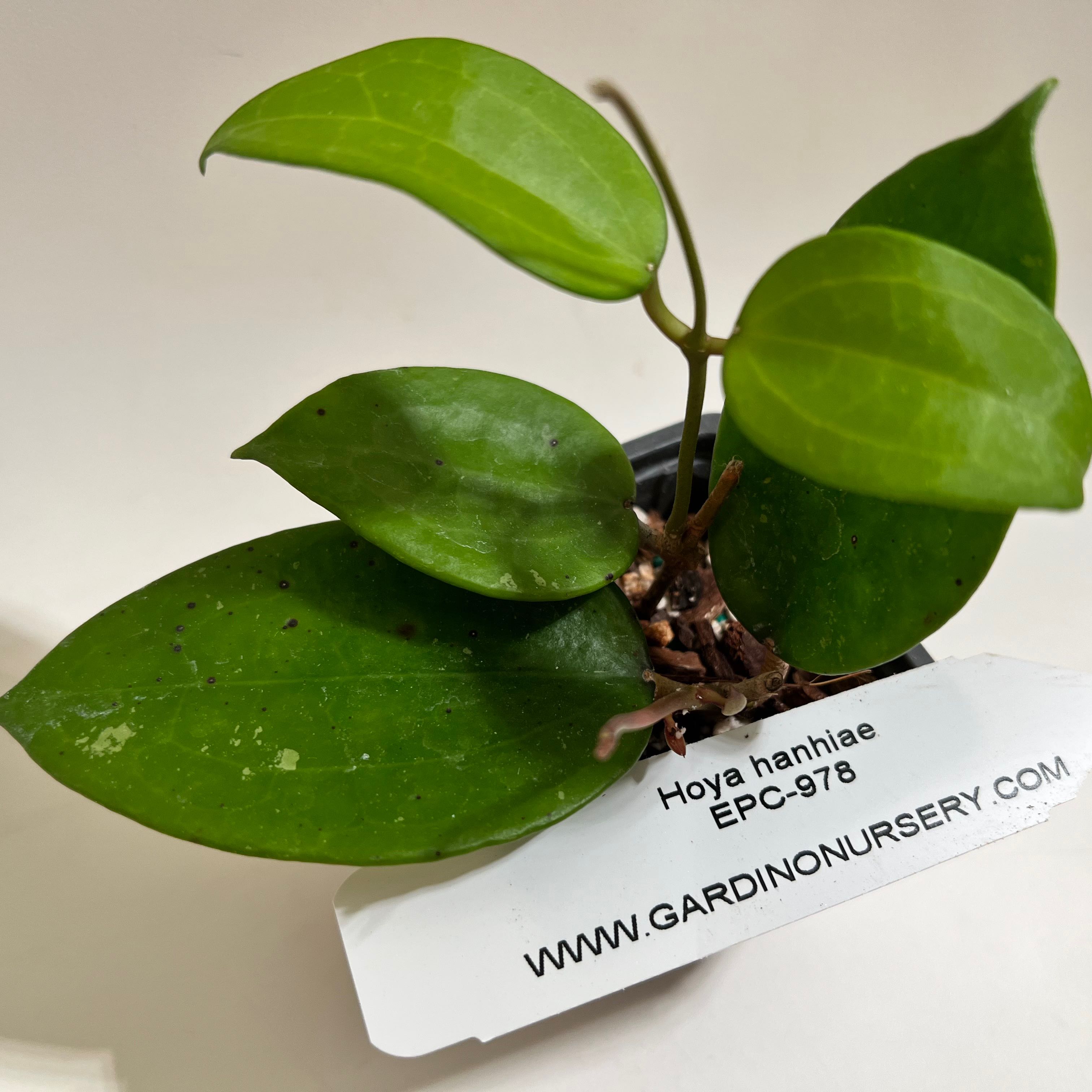 Photo of the plant species Pink Hoya Hanhiae by @norahrose named Hoya hanhiae EPC-978 on Greg, the plant care app