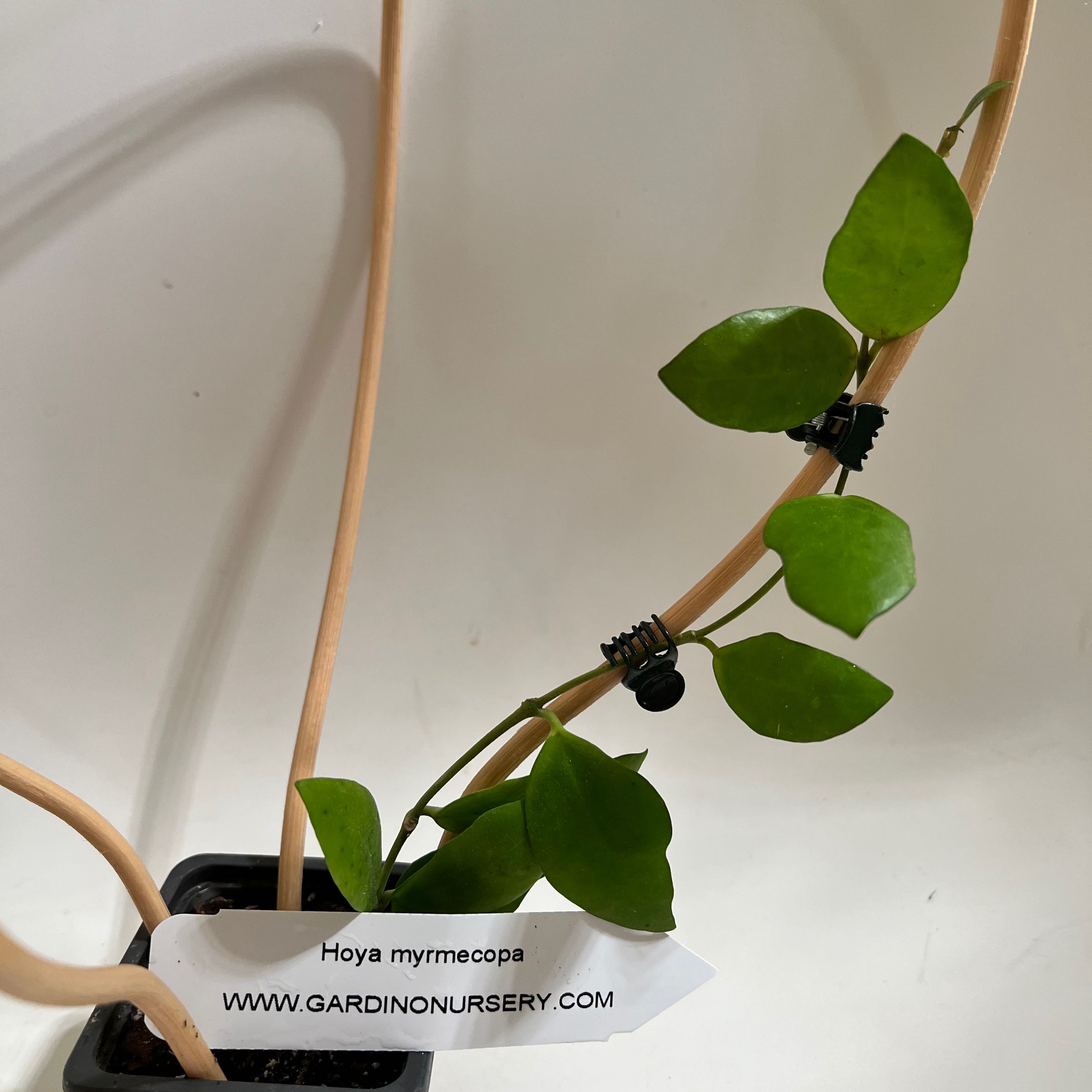 Photo of the plant species Hoya brevialata by @norahrose named Hoya myrmecopa (plant not in database) on Greg, the plant care app
