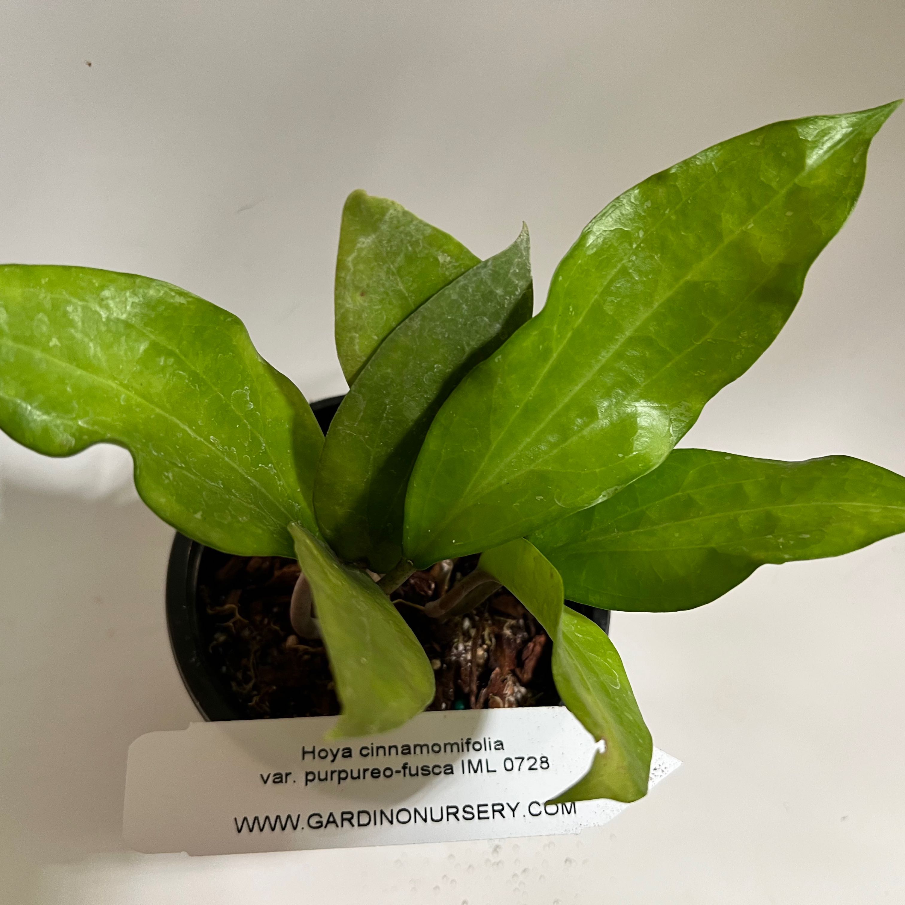 Photo of the plant species Hoya cinnamomifolia by @norahrose named Hoya cinnamomifolia var purpureo-fusca IML 0728 on Greg, the plant care app