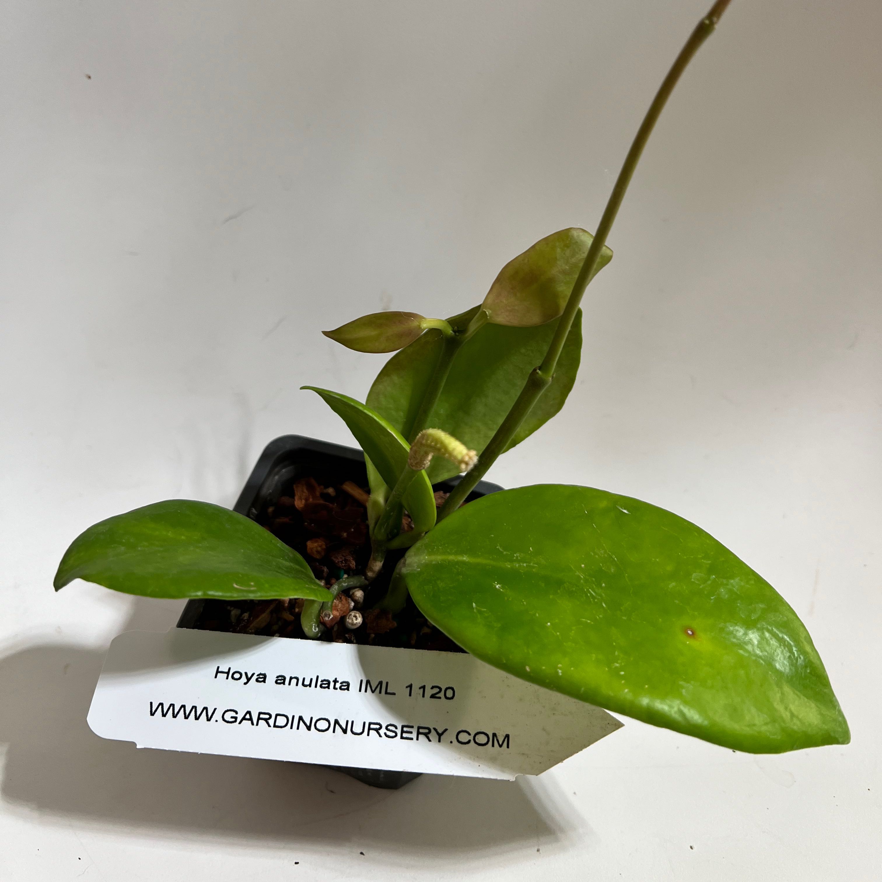 Photo of the plant species Hoya anulata by @norahrose named Hoya anulata IML 1120 on Greg, the plant care app