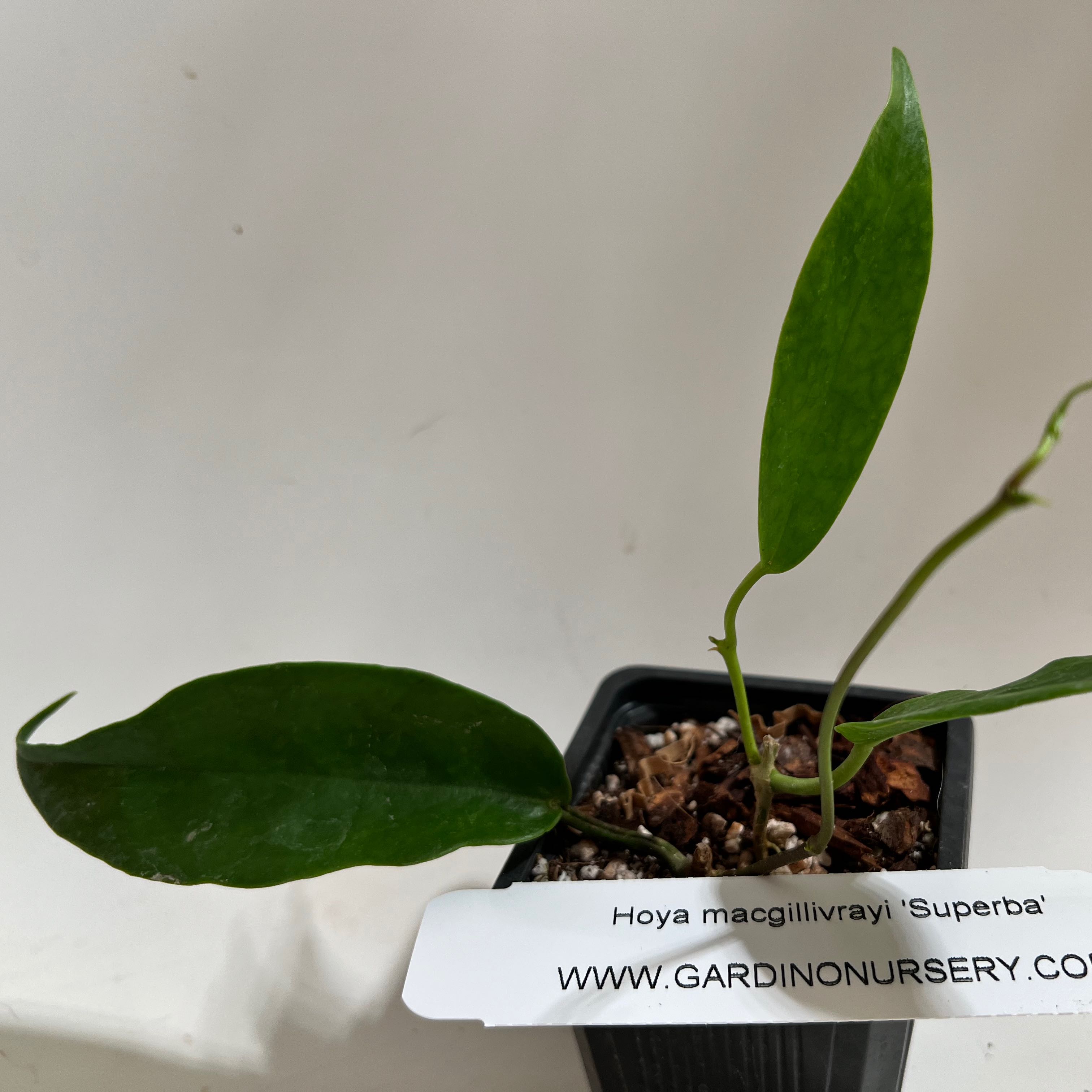 Photo of the plant species Hoya macgillivrayi by @norahrose named Hoya macgillivrayi Superba on Greg, the plant care app