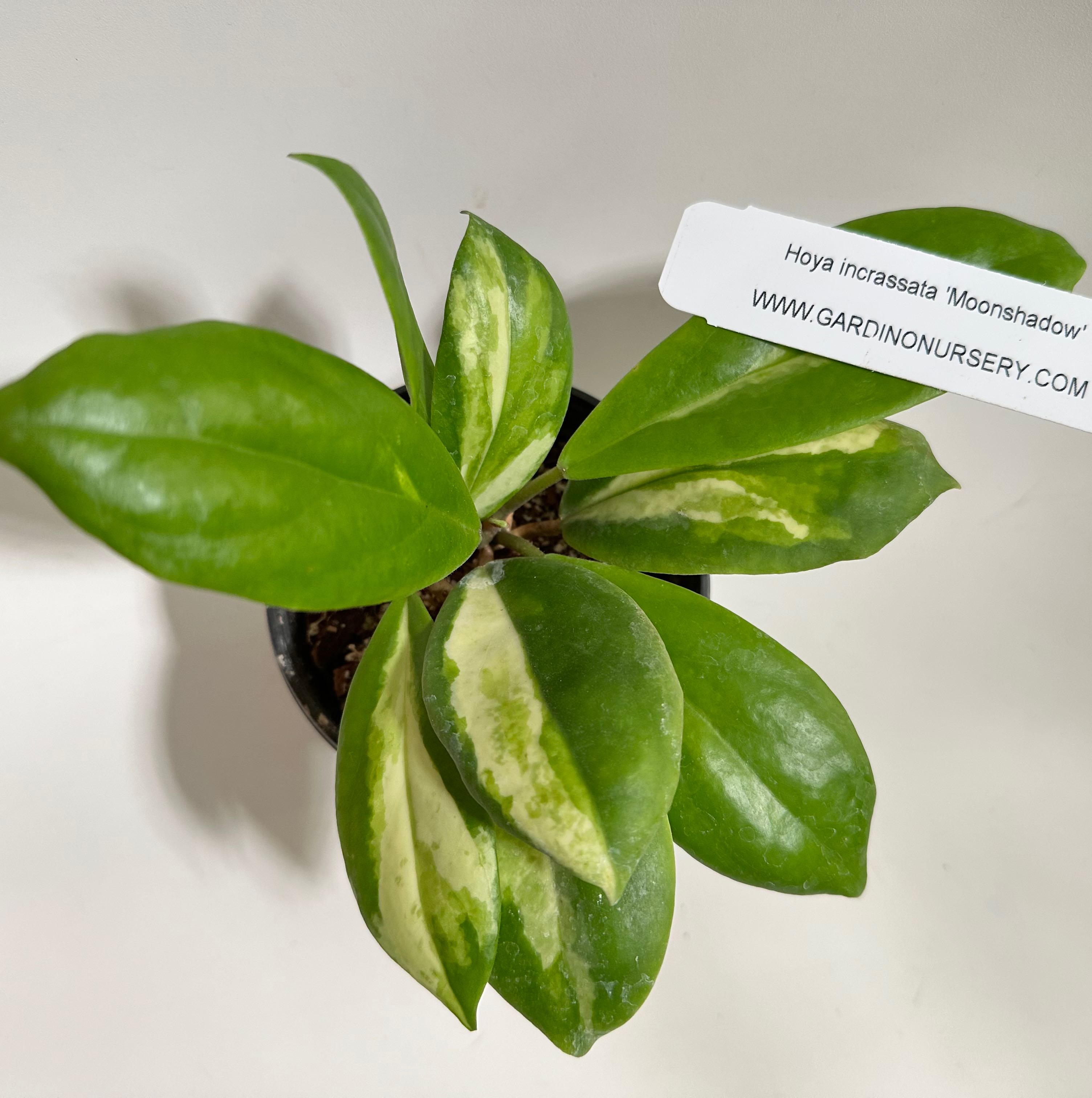 Photo of the plant species Hoya Moonshadow by @norahrose named Hoya incrassata moonshadow on Greg, the plant care app