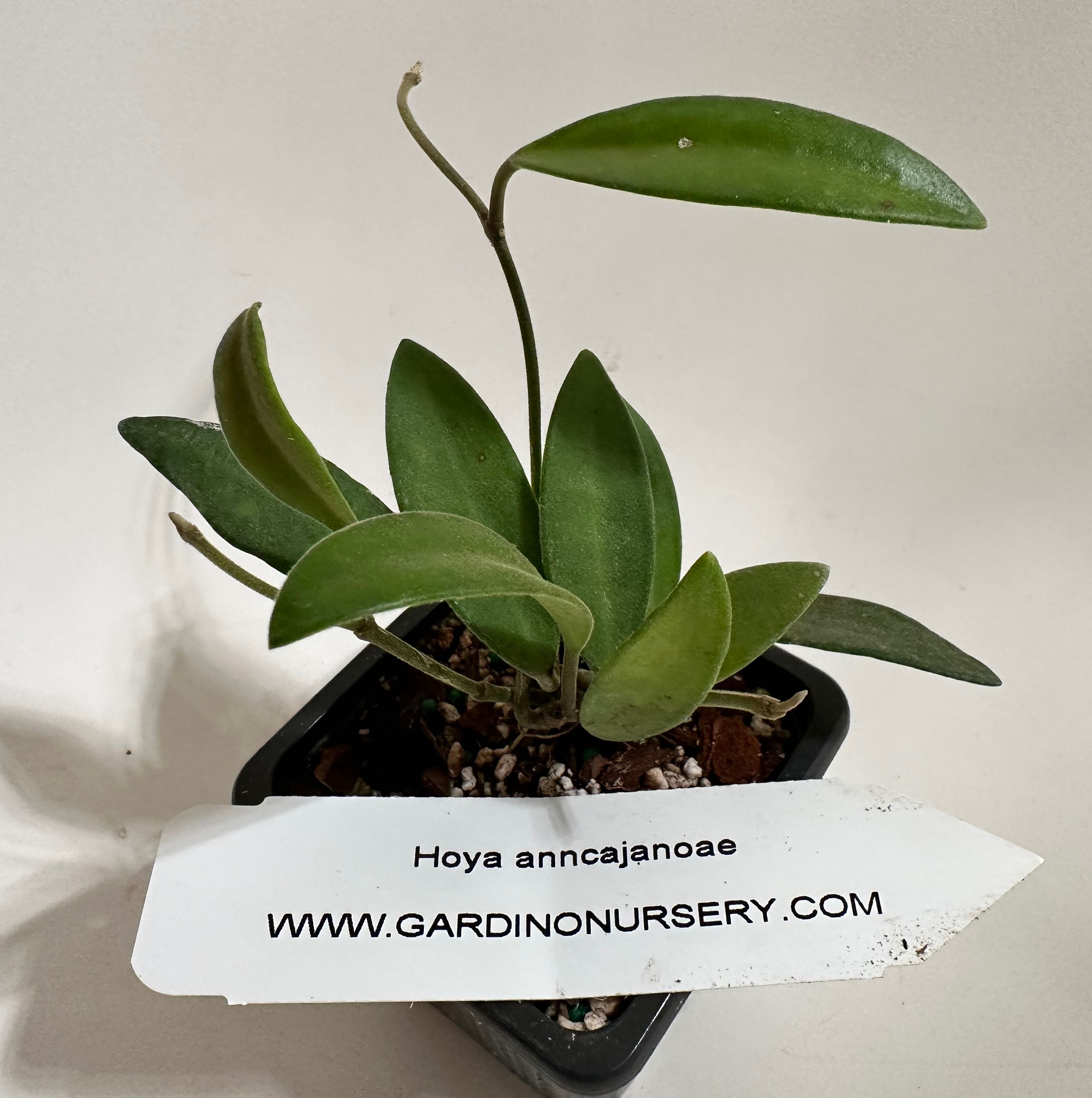 Photo of the plant species Waxvine by @norahrose named Hoya anncajanoae on Greg, the plant care app