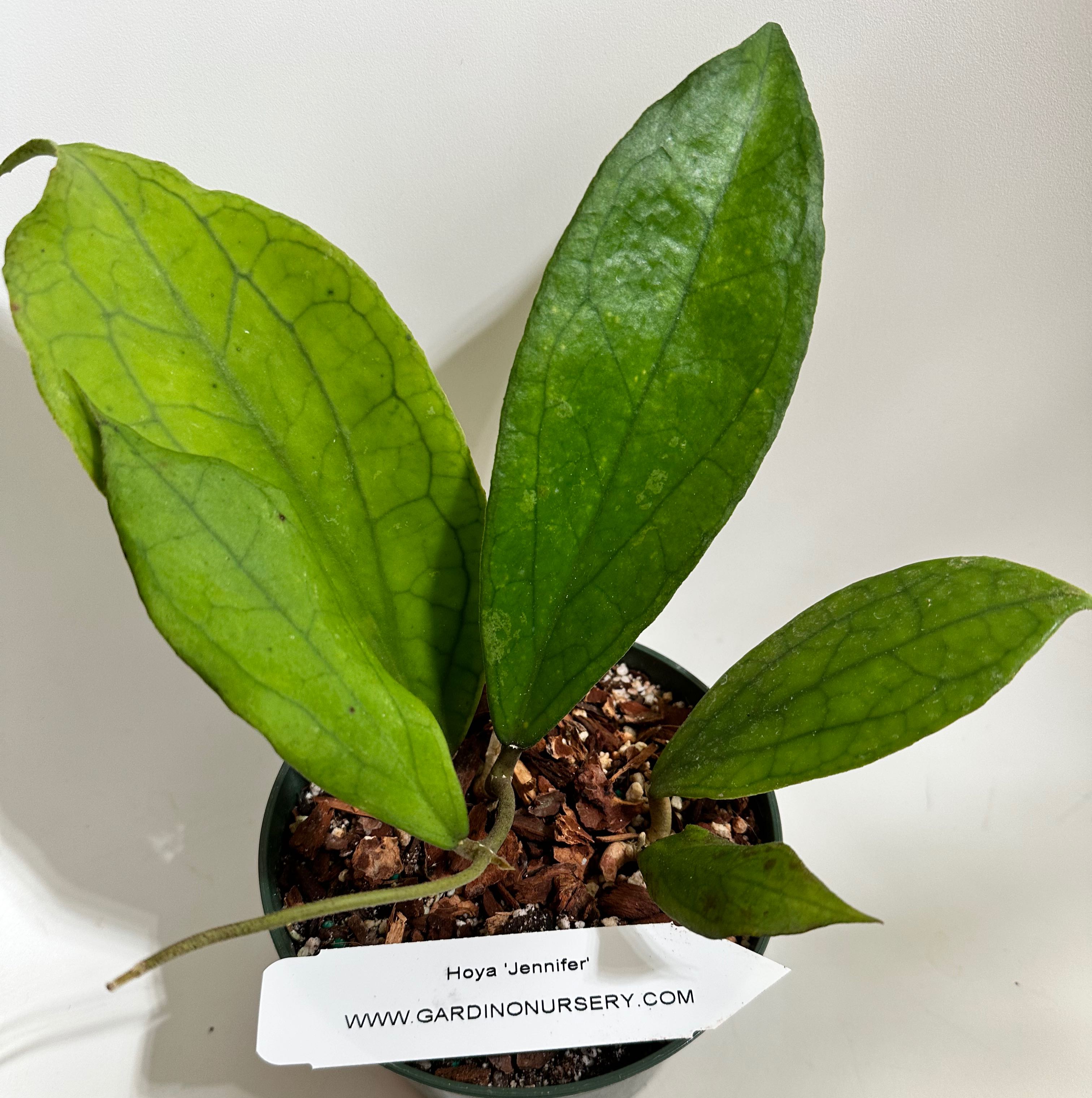 Photo of the plant species Hoya 'Jennifer' by @norahrose named Hoya Jennifer on Greg, the plant care app