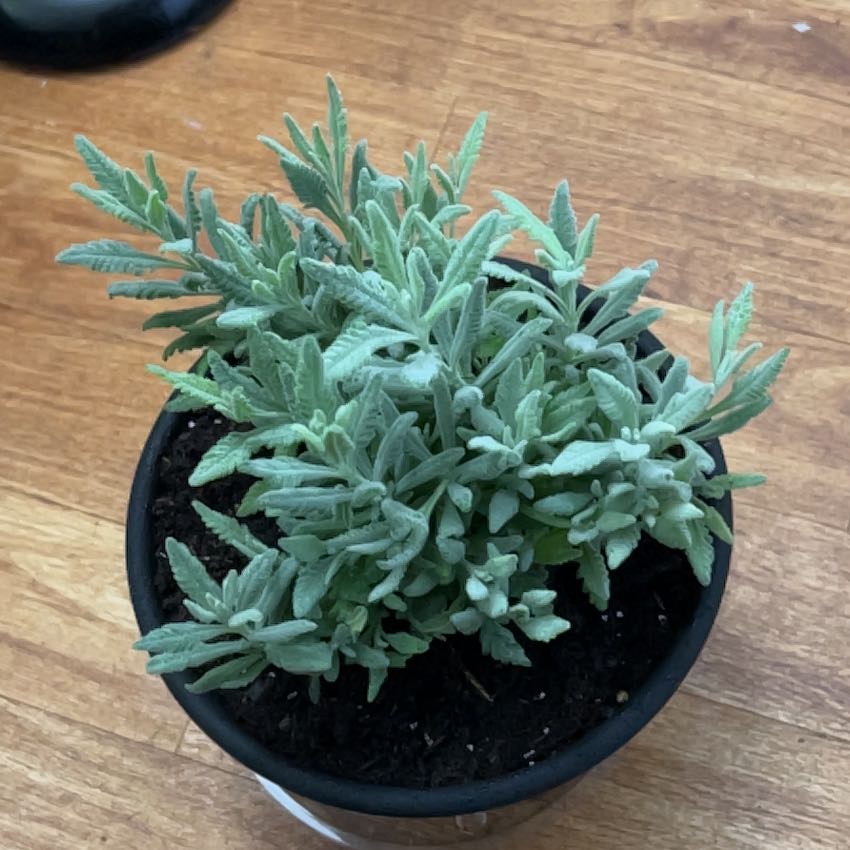 Photo of the plant species Goodwin Creek Lavender by @ProlificDuwei named Goodwin on Greg, the plant care app