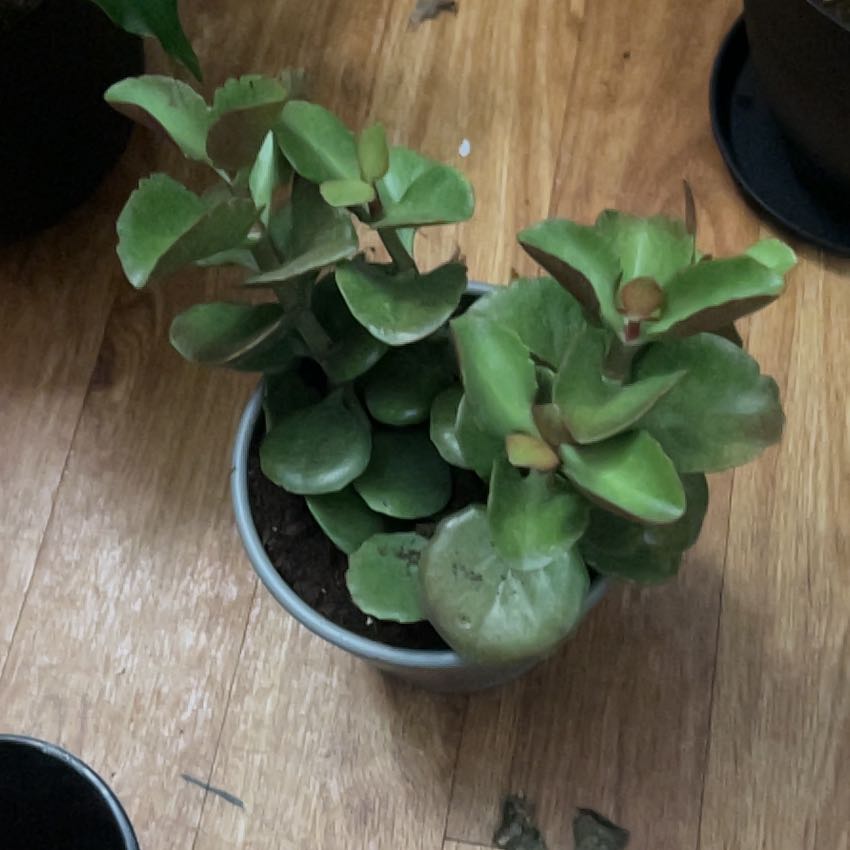 Photo of the plant species Kalanchoe 'Petra's Sunfire' by @ProlificDuwei named Derek’s Petras Sunfire on Greg, the plant care app