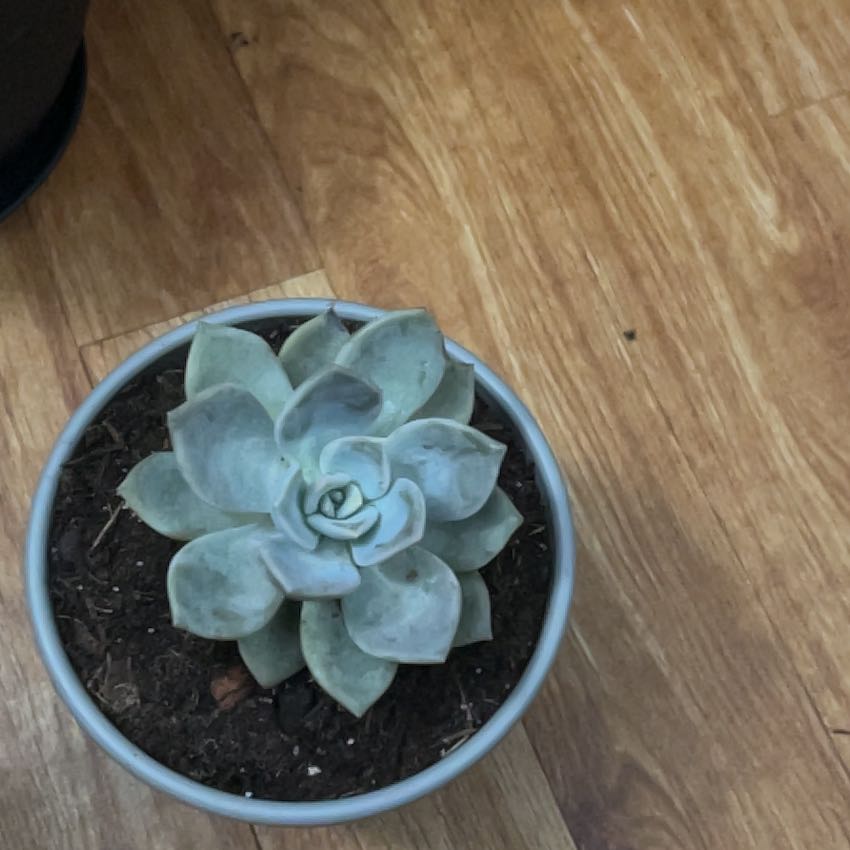 Photo of the plant species Echeveria by @ProlificDuwei named Jeremiah’s Escheveria on Greg, the plant care app