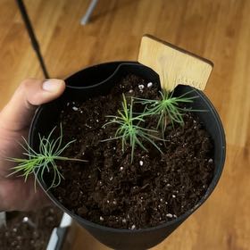 Photo of the plant species Japanese black pine by @ProlificDuwei named Blasian on Greg, the plant care app
