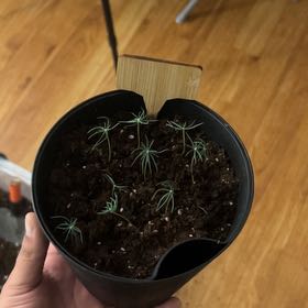 Photo of the plant species Colorado Blue Spruce by @ProlificDuwei named Sprucey on Greg, the plant care app
