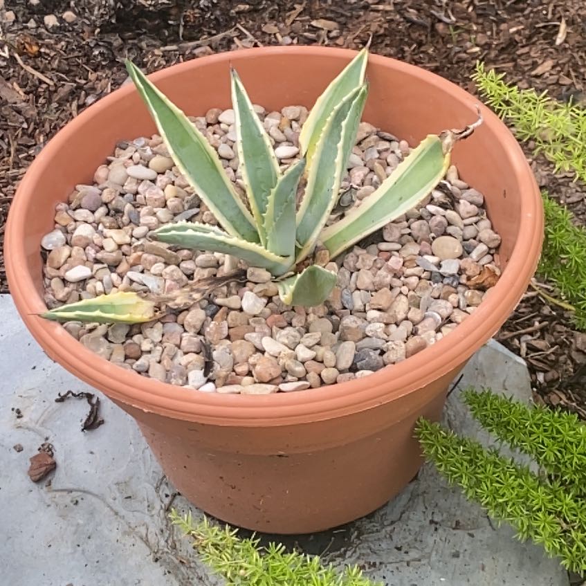 Photo of the plant species Varigated Agave by @SuavePlushplant named Stella on Greg, the plant care app