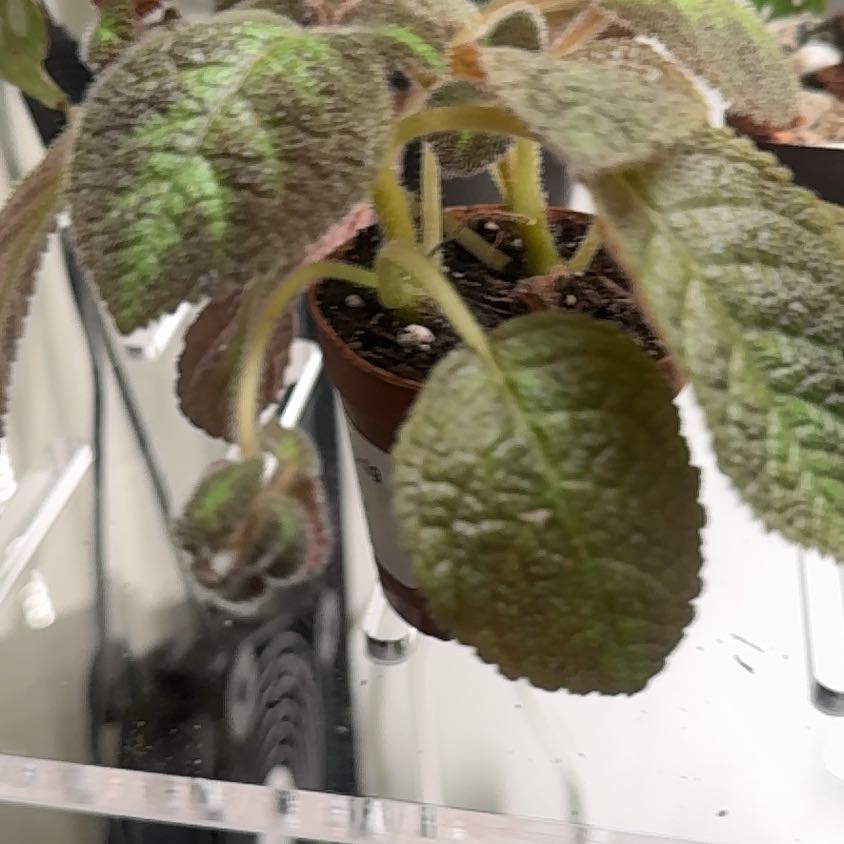 Photo of the plant species Fuzzy Begonia by @MellowSapote named Furby on Greg, the plant care app