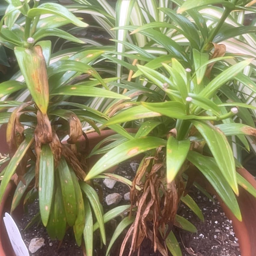 Photo of the plant species Asiatic Lily by @AlertGreenbeans named da Vinci on Greg, the plant care app