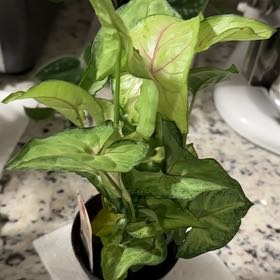 Photo of the plant species Syngonium 'Exotic Allusion' by @GrandeeMahoe named Cleopatra on Greg, the plant care app