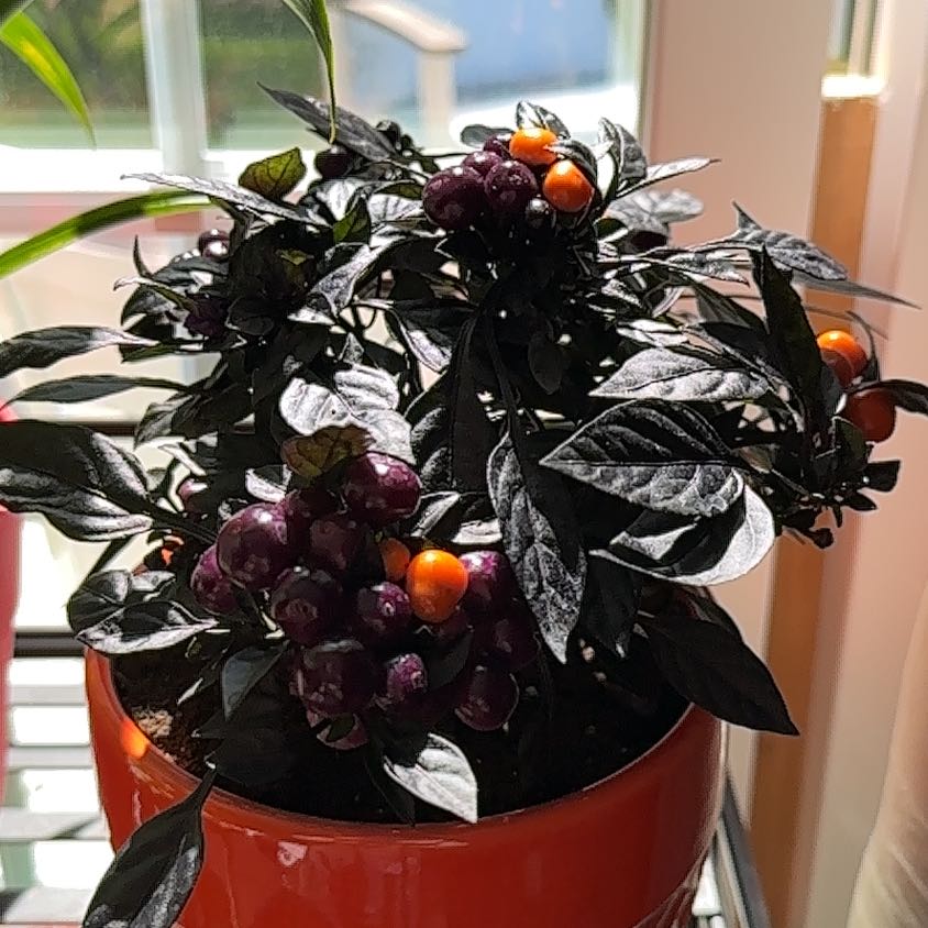 Photo of the plant species Ornamental Pepper Onyx Red by @GrandeeMahoe named Curie on Greg, the plant care app