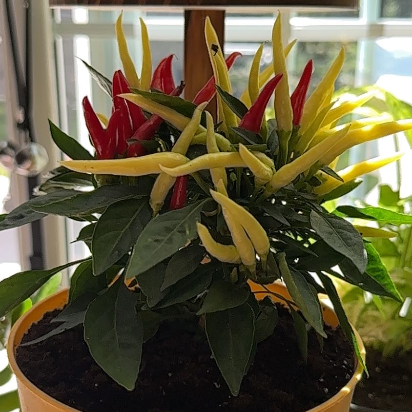 Photo of the plant species Ornamental Pepper Onyx Red by @GrandeeMahoe named Gomez on Greg, the plant care app