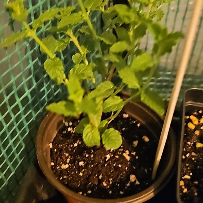 Photo of the plant species Lemon Basil by @JusticeStorm named Nemo on Greg, the plant care app