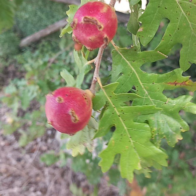 Photo of the plant species Mediterranean-Medlar by @SuperblyFord named Daphne on Greg, the plant care app