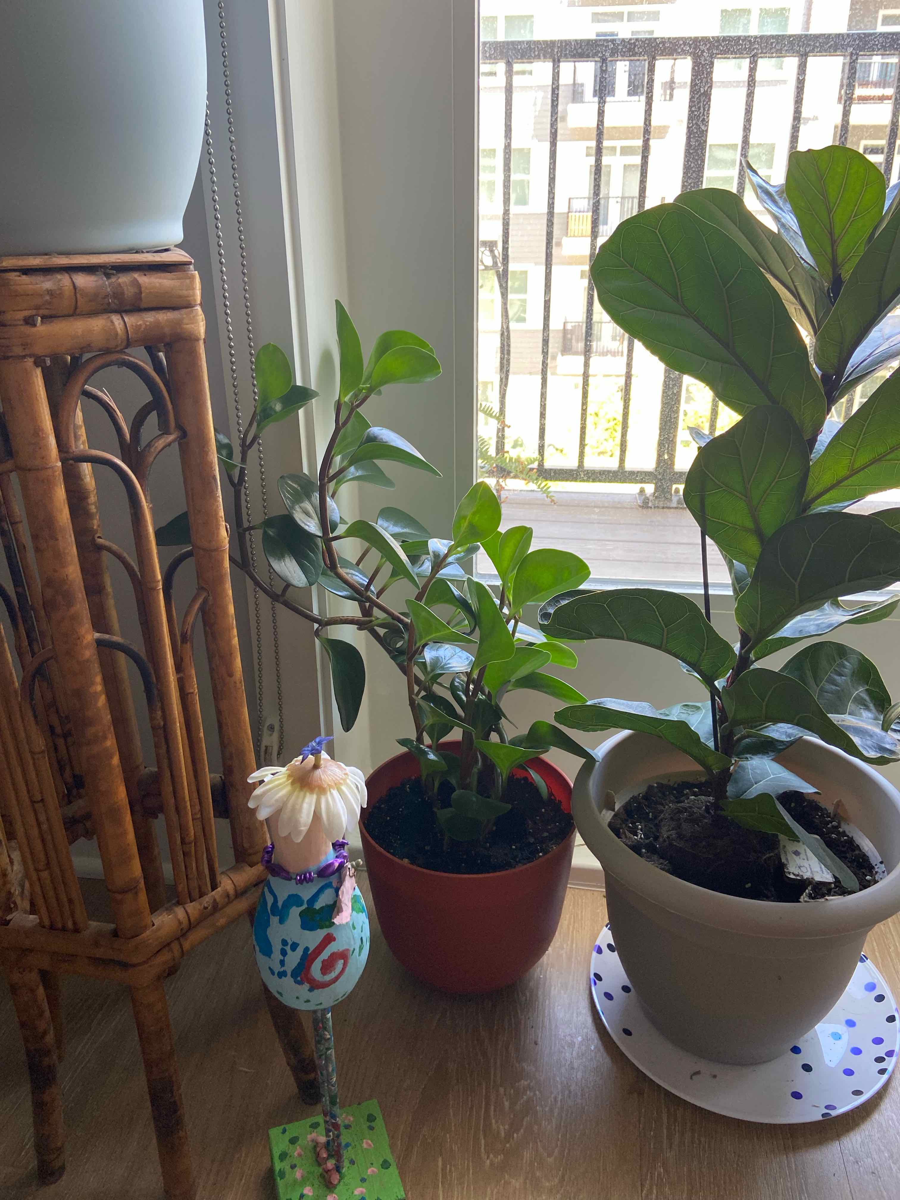 Photo of the plant species Peperomia Thailand by @lalaflowerz named Austen on Greg, the plant care app
