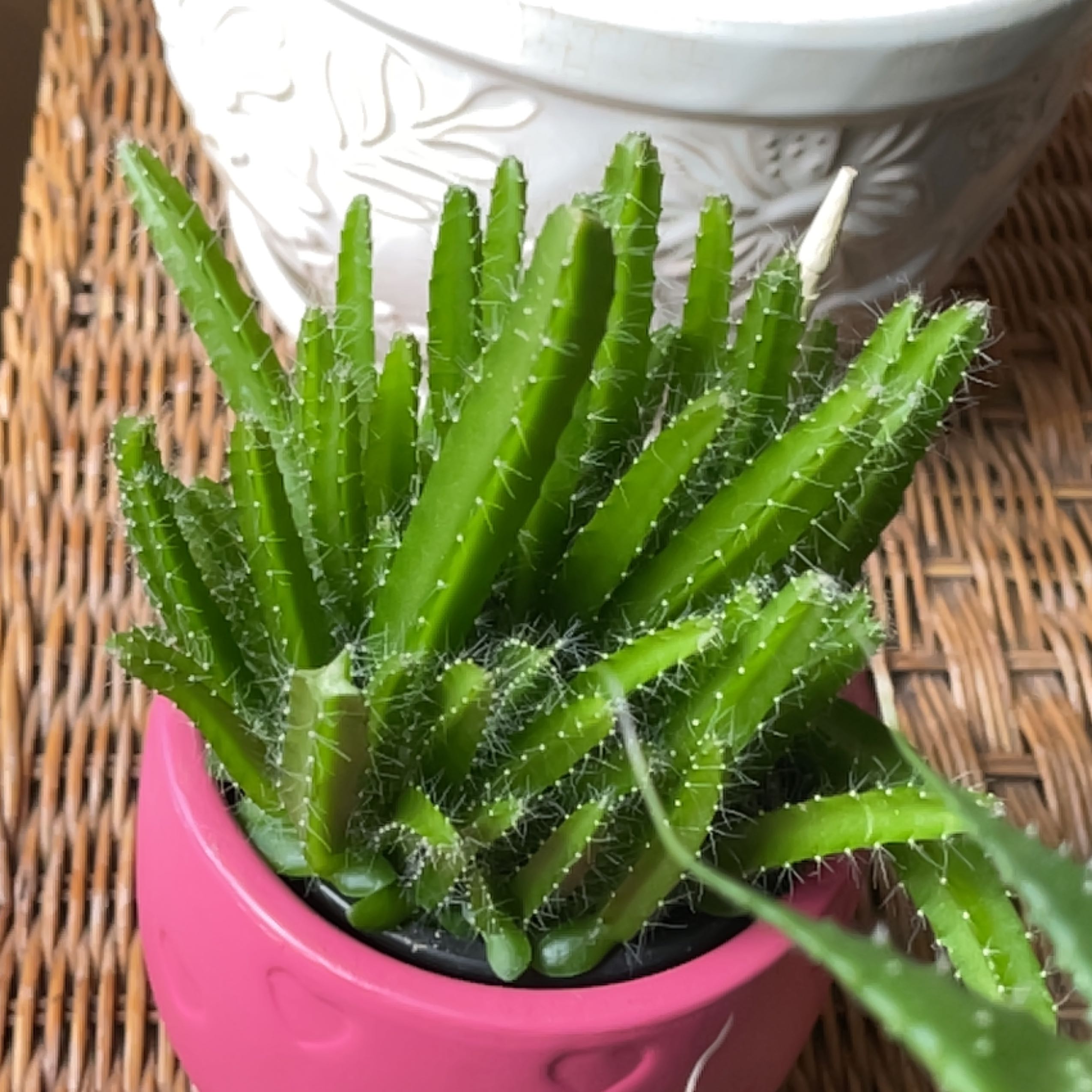 Night-Blooming Cereus plant in a pink pot with vibrant green stems.