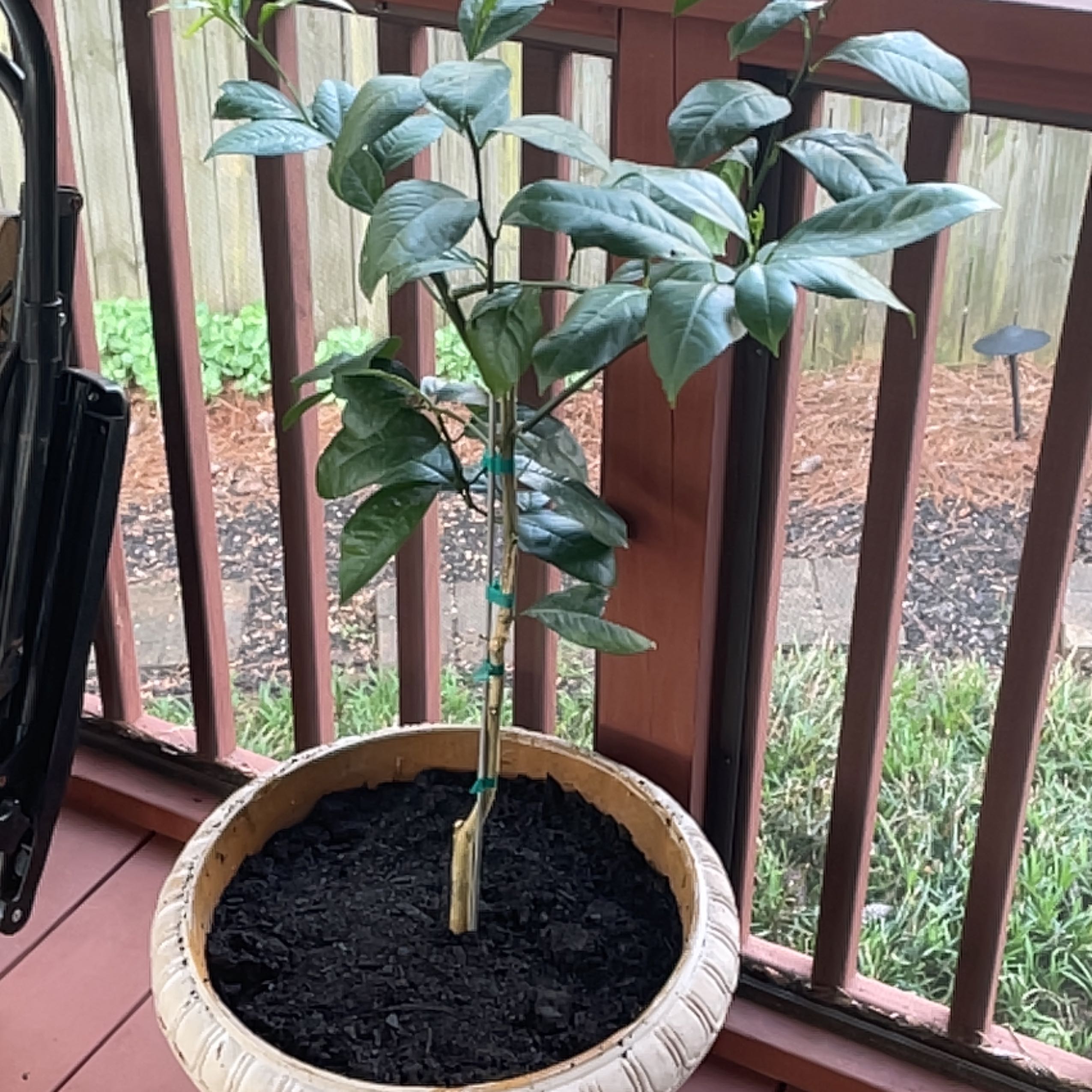 Healthy young grafted Meyer lemon tree growing in a wooden planter with rich soil on a deck or porch.