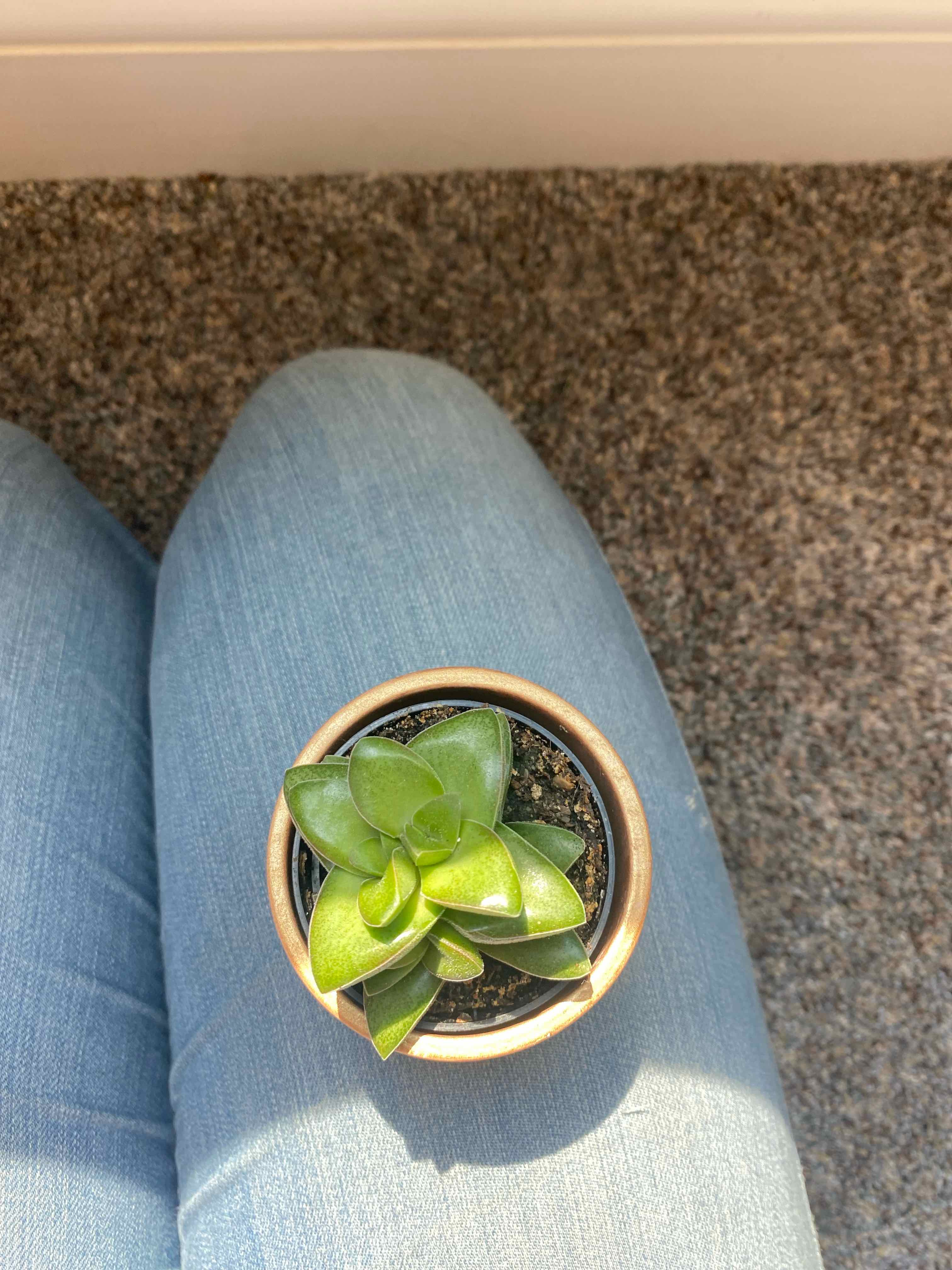 A healthy Crassula 'Springtime' succulent in a small pot on someone's lap.