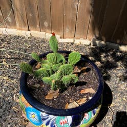 Brittle Prickly Pear plant