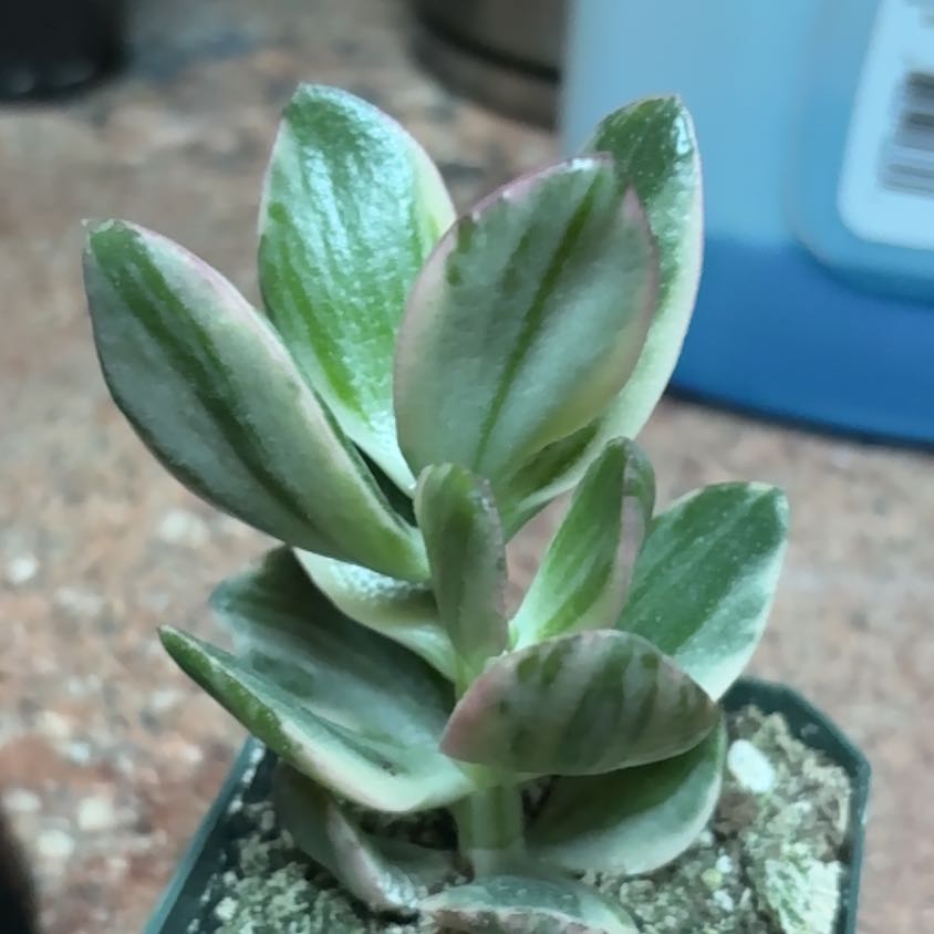 Photo of the plant species Variegated Jade by @GoodTunicflower named Athena on Greg, the plant care app