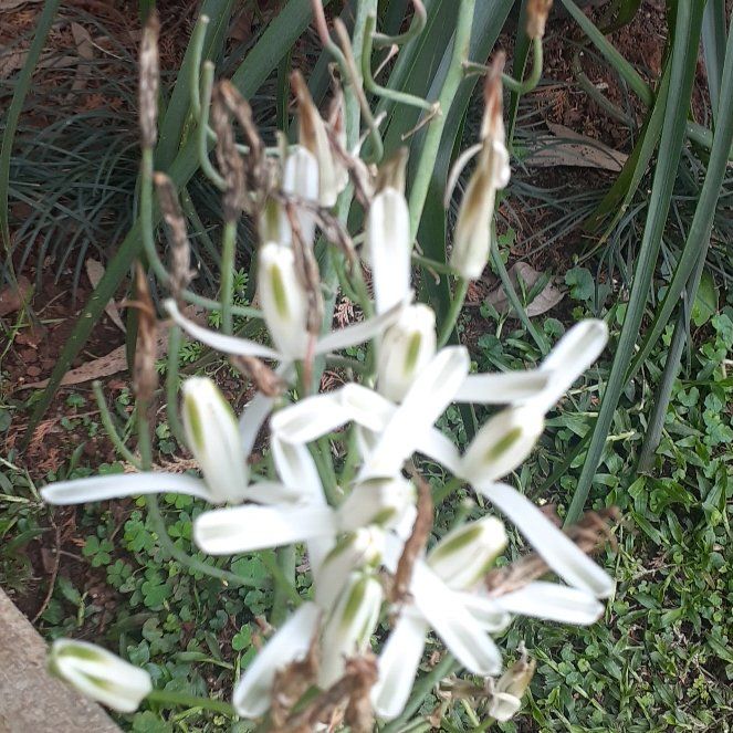 Photo of the plant species St Bernard's Lily by @PoetBayleaftree named Austen on Greg, the plant care app