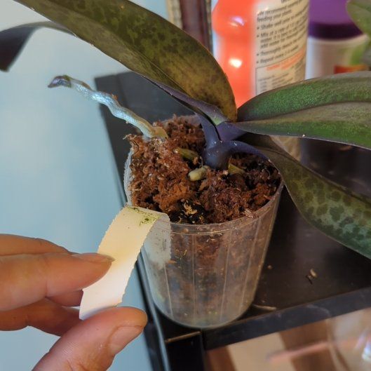 Photo of the plant species Phalaenopsis schilleriana by @MostlyOrchids named Rihanna on Greg, the plant care app