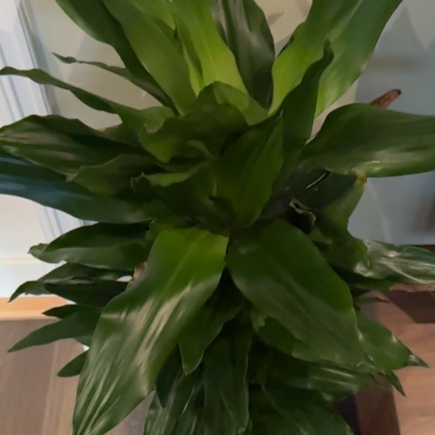 Photo of the plant species Dragon tree by @ExaltedKawakawa named Miley on Greg, the plant care app