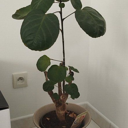 Photo of the plant species Shield Aralia by @RichPrairiedock named Michelle Branche on Greg, the plant care app