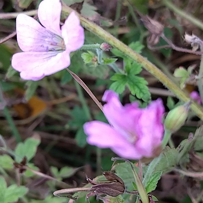 Photo of the plant species Longstalk Cranesbill by @PoignantAnthora named Austen on Greg, the plant care app