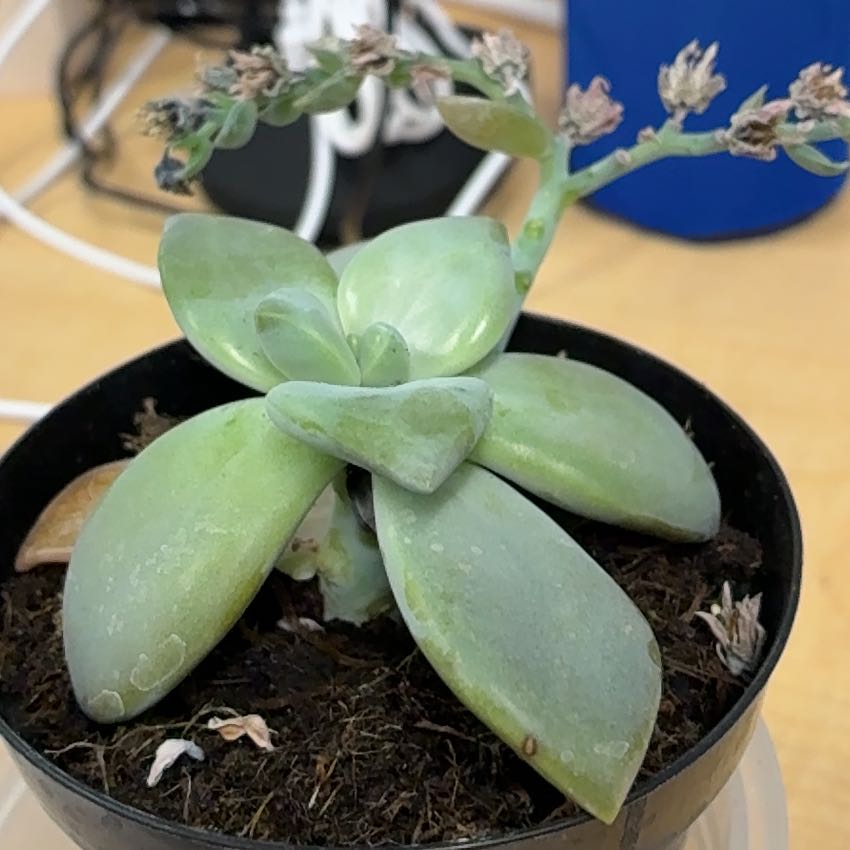 Photo of the plant species Leather petal by @LushBigconepine named Willow on Greg, the plant care app
