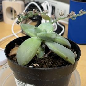 Photo of the plant species Graptopetalum 'Marquise de Sevigne' by @LushBigconepine named Remington on Greg, the plant care app