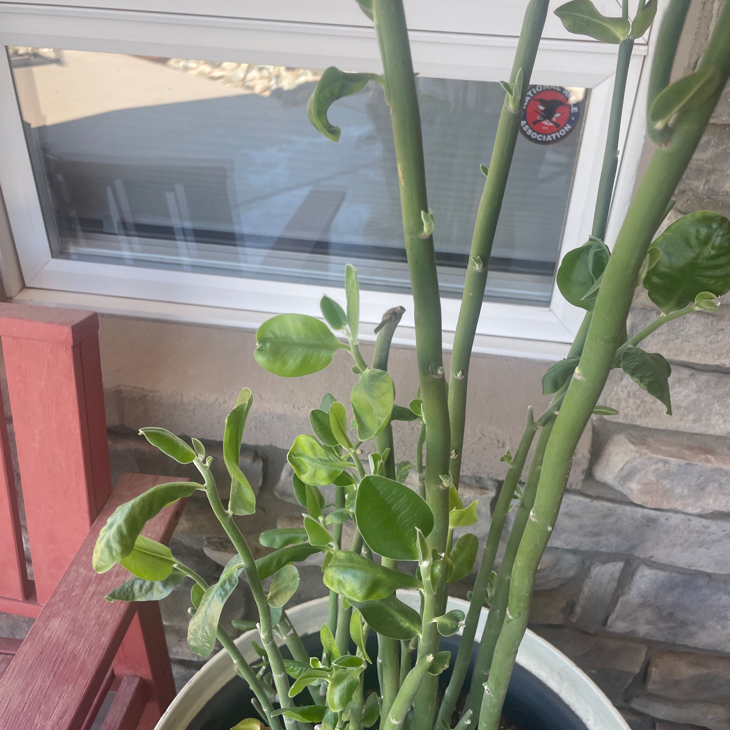 Photo of the plant species Pedilanthus macrocarpus by @DeanBottlegourd named Morgan on Greg, the plant care app