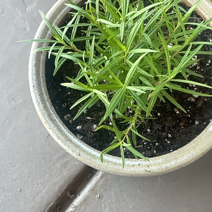 Photo of the plant species Arizona Milkweed by @DeanBottlegourd named Harry on Greg, the plant care app