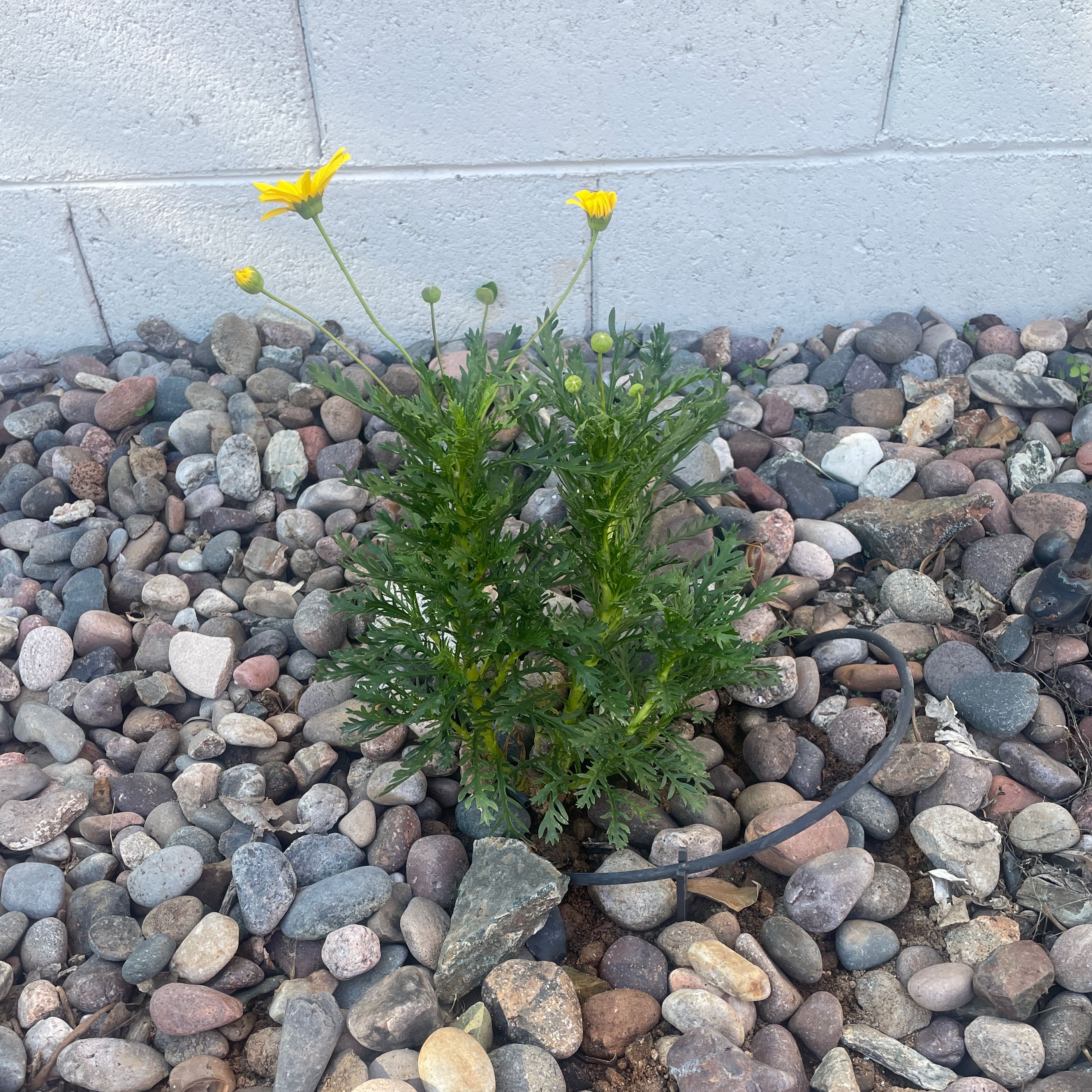 Photo of the plant species Rock Euryops by @DeanBottlegourd named Luna on Greg, the plant care app
