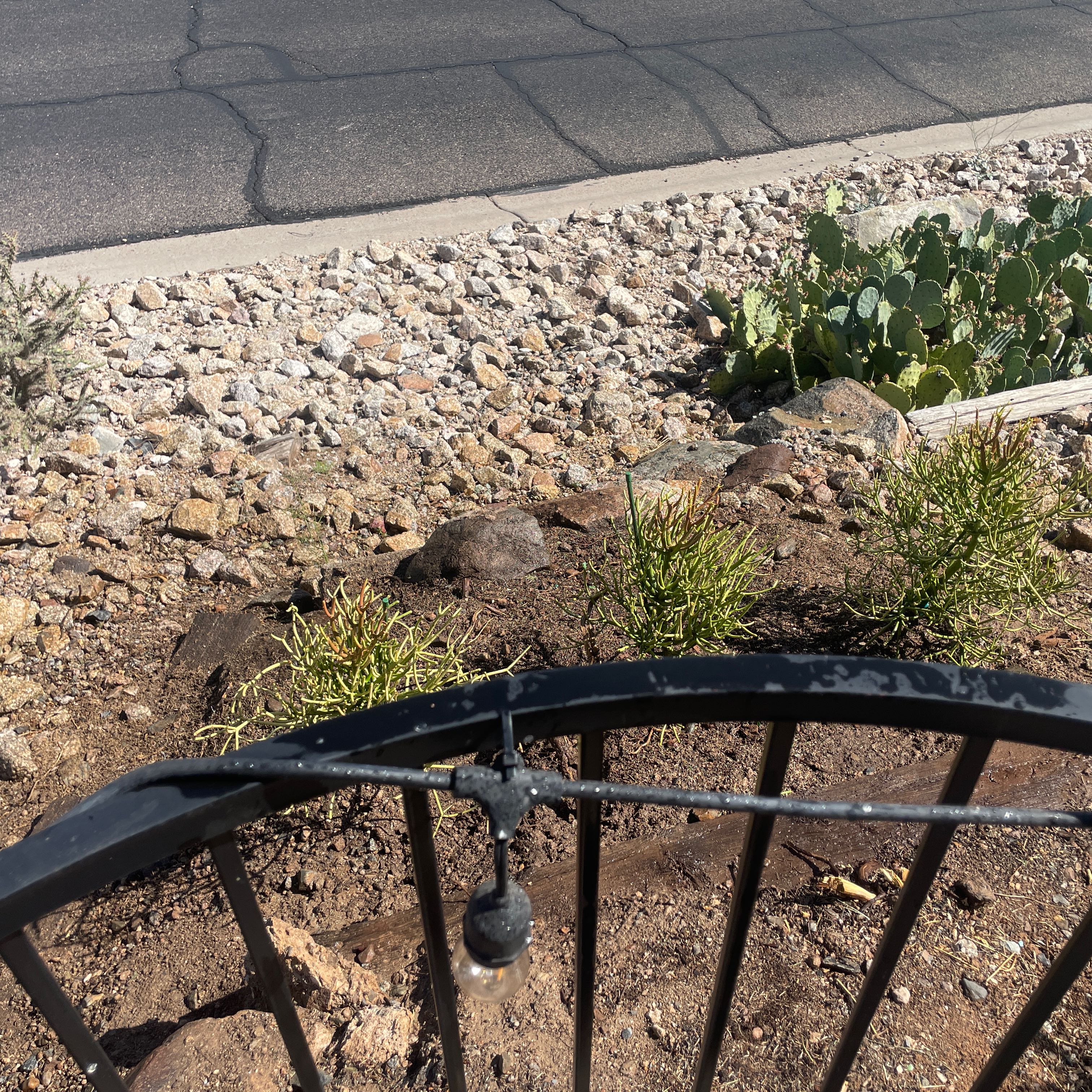 Photo of the plant species Fire Sticks by @DeanBottlegourd named Homer on Greg, the plant care app