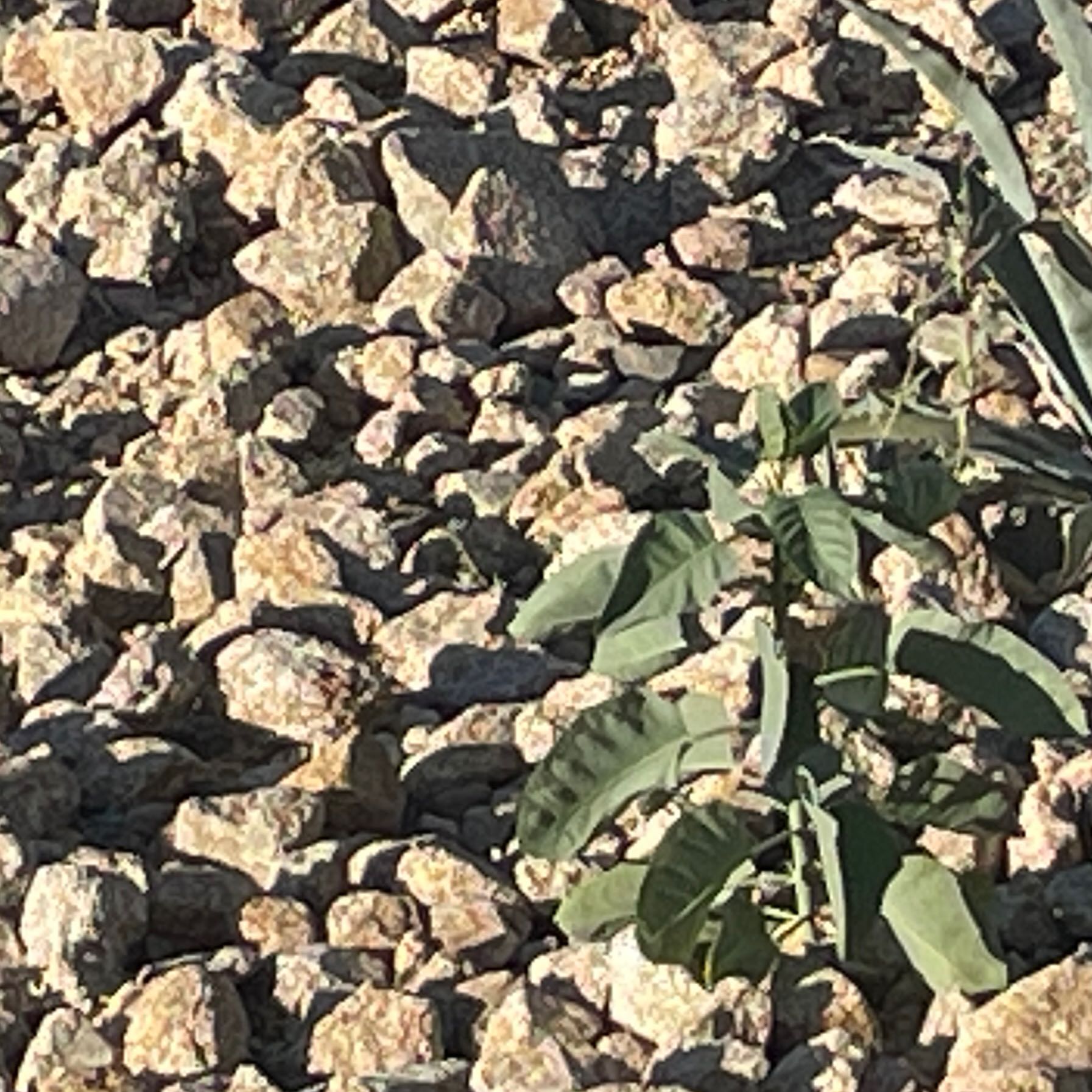 Photo of the plant species Tree Tobacco by @DeanBottlegourd named Xena on Greg, the plant care app